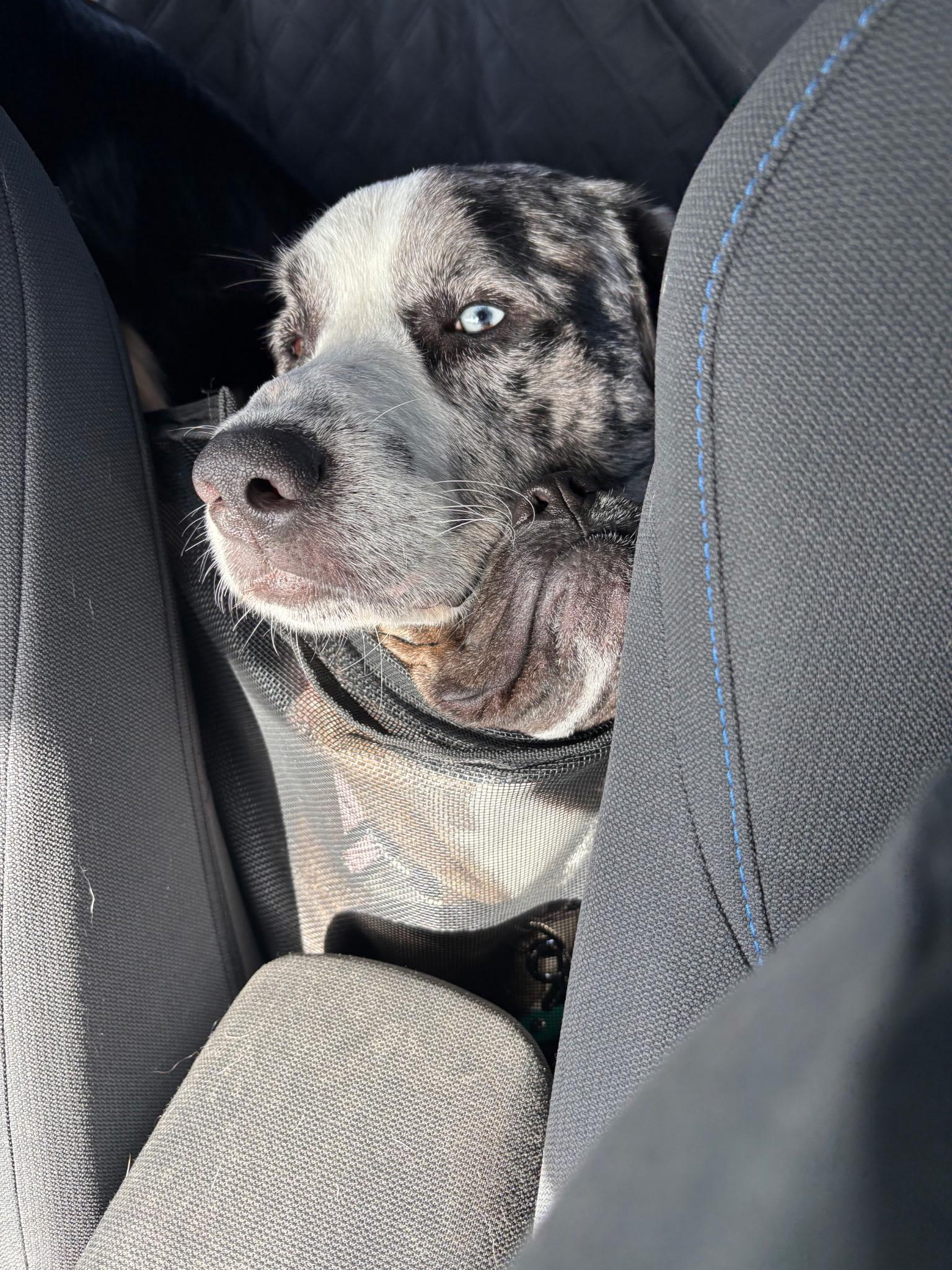 Enlarge Ripley, a Adoptable mixed breed in Oswego, IL image 3/6