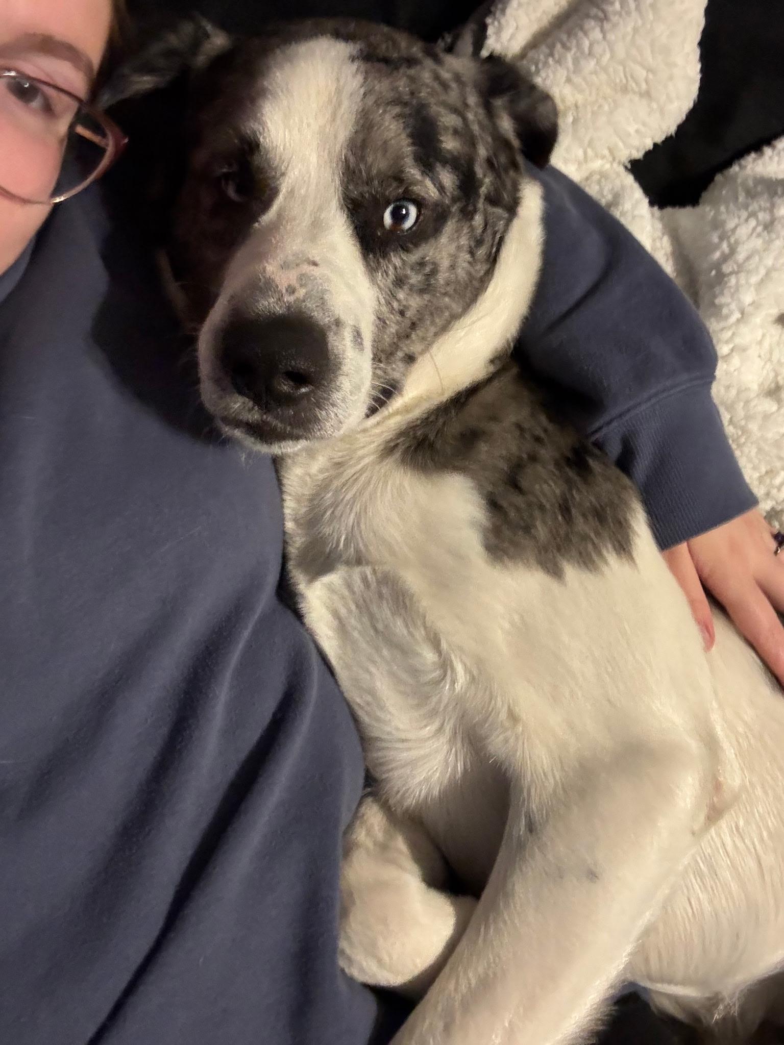 Enlarge Ripley, a Adoptable mixed breed in Oswego, IL image 2/6