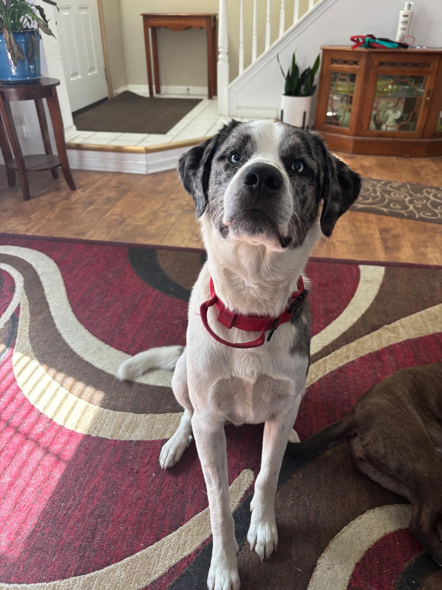 Enlarge Ripley, a Adoptable mixed breed in Oswego, IL image 1/6