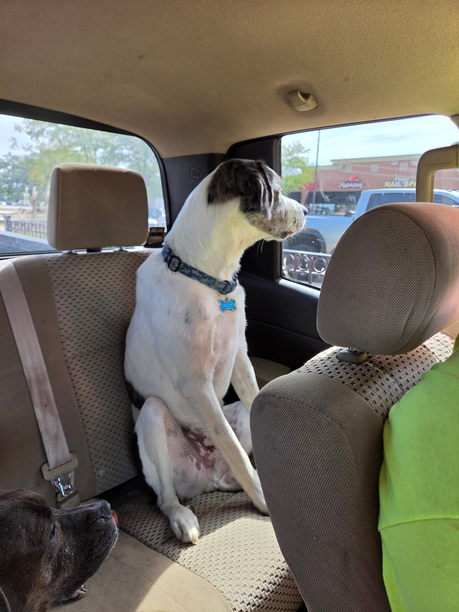 Enlarge Ripley, a Adoptable mixed breed in Oswego, IL image 5/6