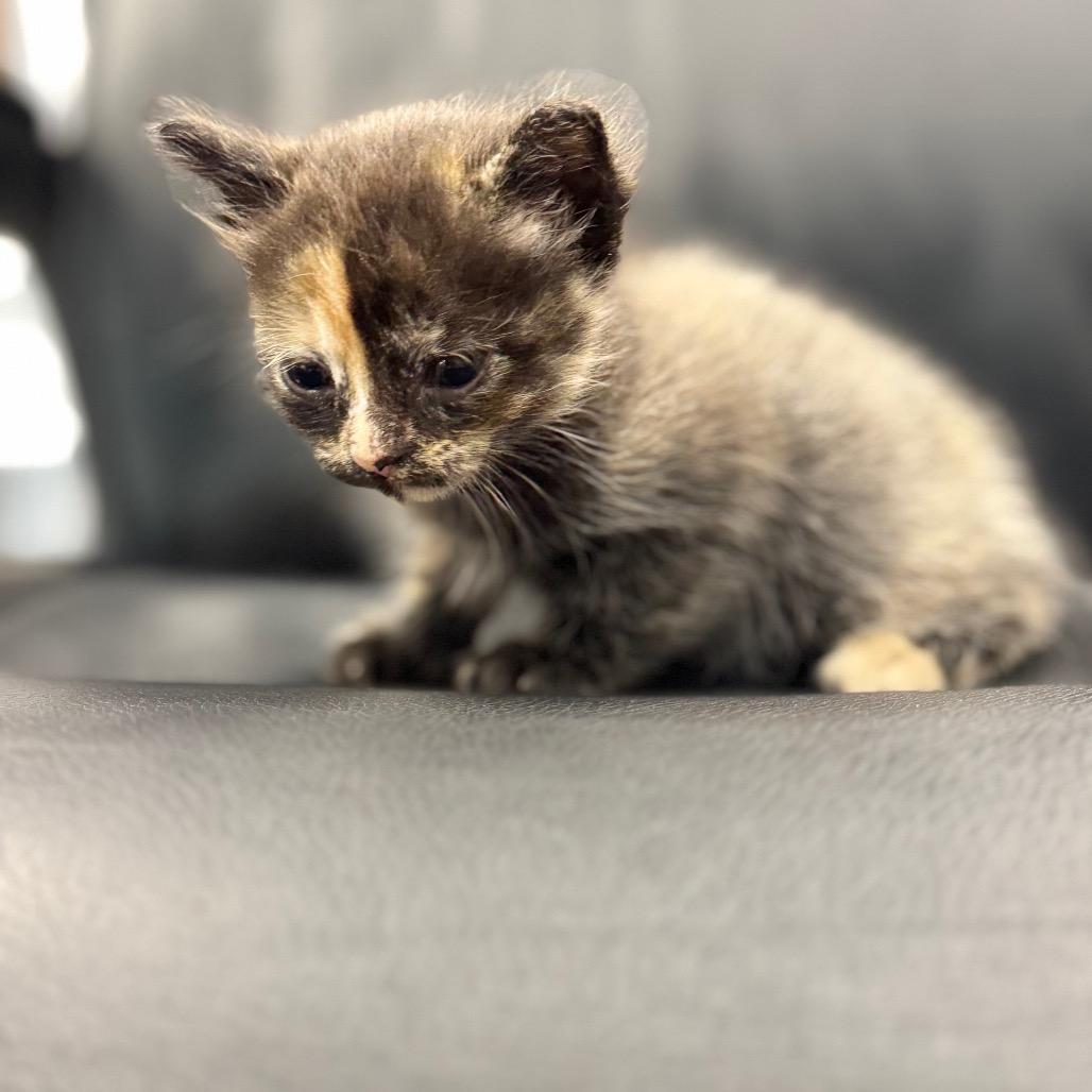 Nephele, Adoptable, Kitten Female Siamese.