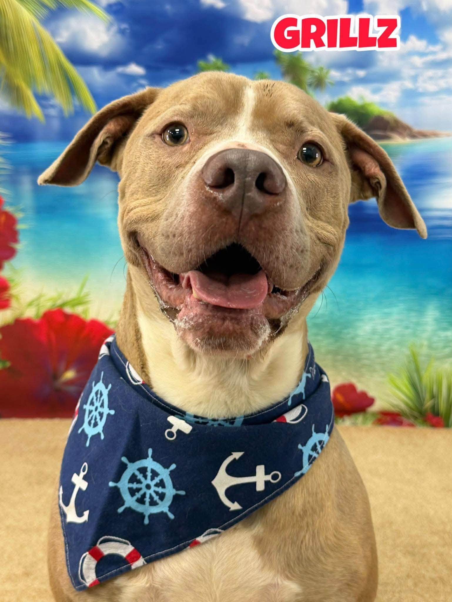 Enlarge Grillz, a ADOPTABLE Mixed Breed in Flint, MI image 1/1