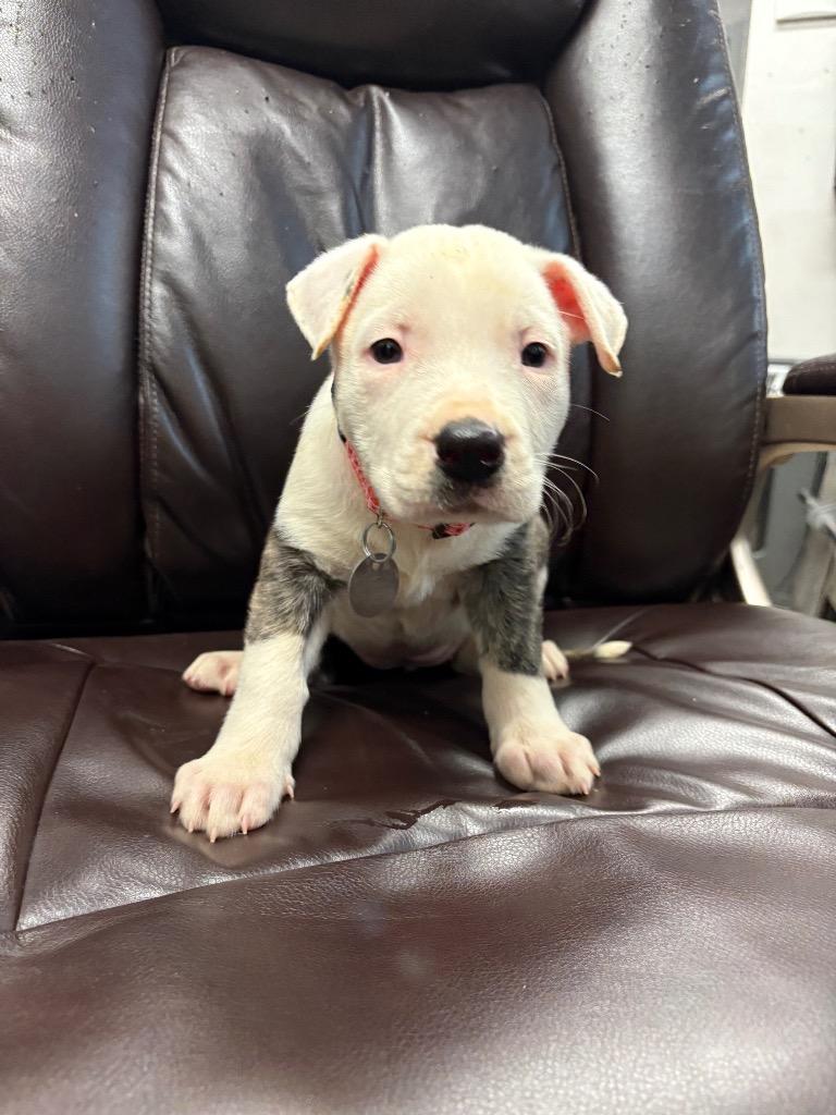 Bologna, a Adoptable Pit Bull Terrier in Reno, NV image 1/3