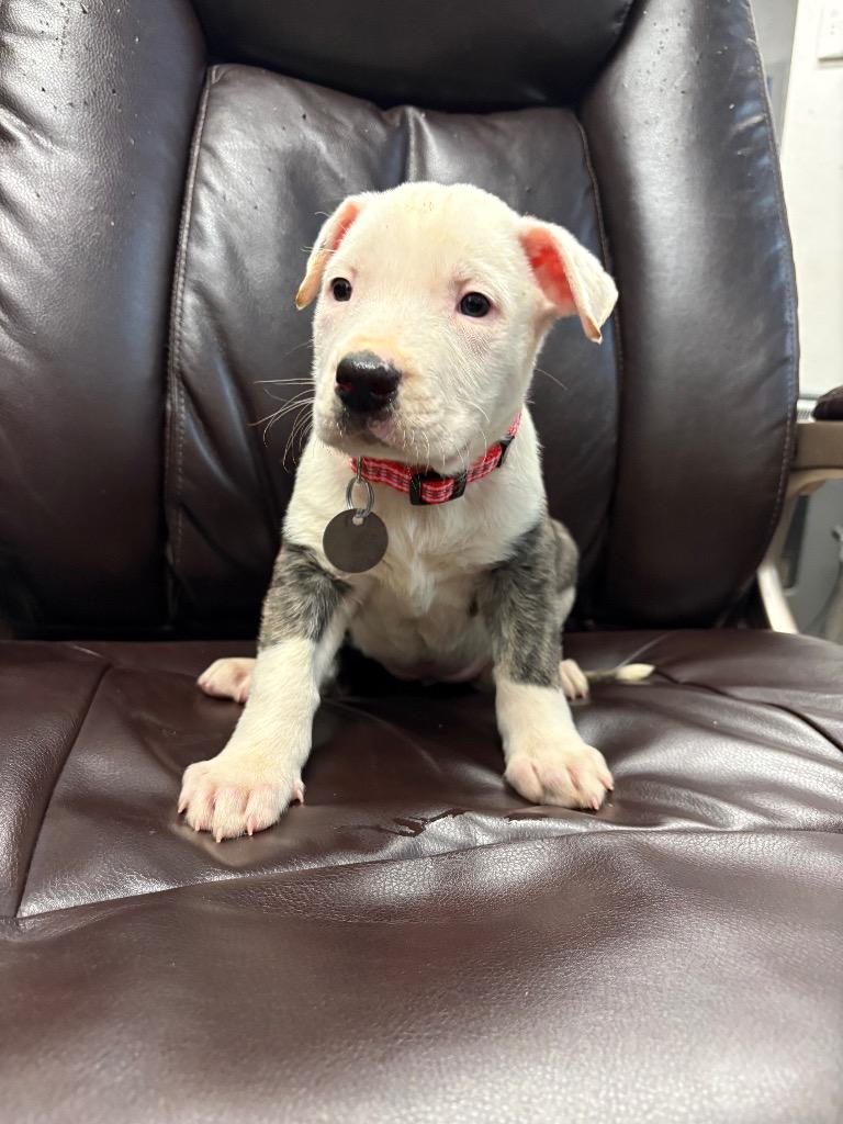 Bologna, a Adoptable Pit Bull Terrier in Reno, NV image 2/3