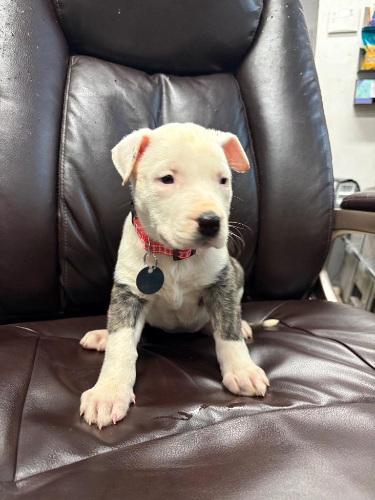 Bologna, a Adoptable Pit Bull Terrier in Reno, NV image 3/3