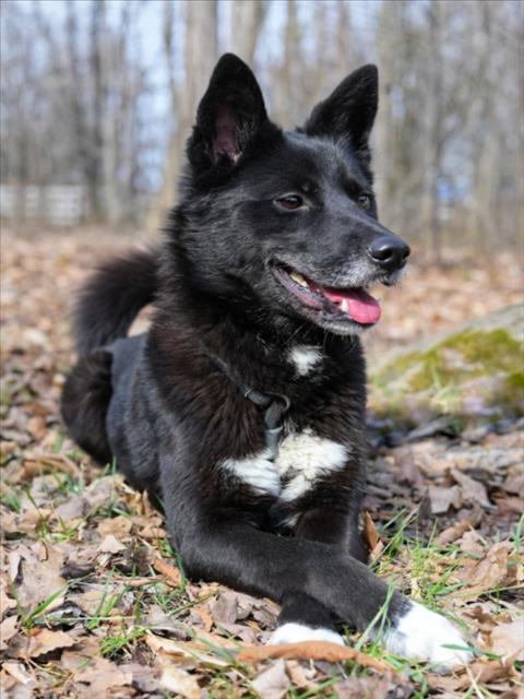 FREDERICKA, Adoptable, Adult Female Border Collie & Akita.