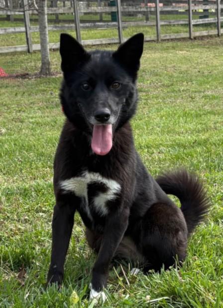Enlarge FREDERICKA, a Adoptable mixed breed in Cookeville, TN image 1/1
