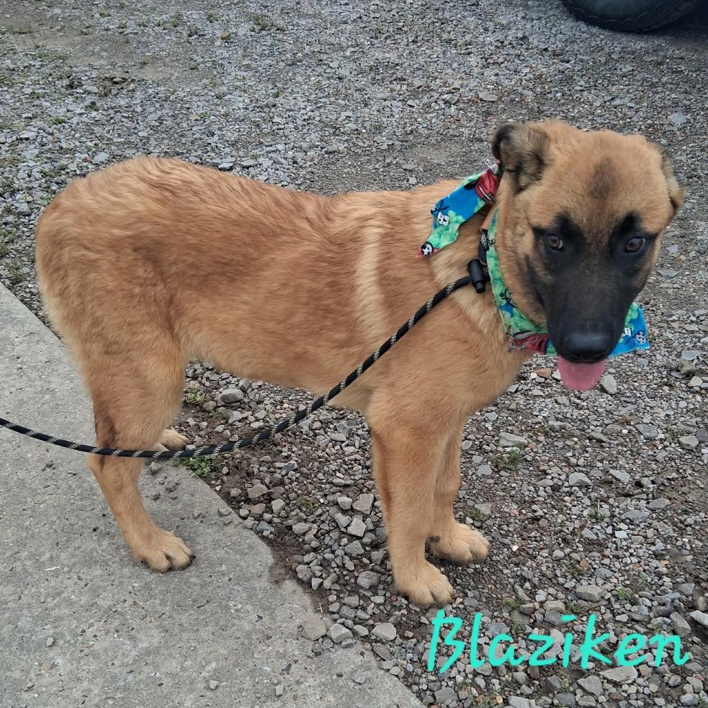 Blaziken, a Adoptable mixed breed in Lakewood, CO image 1/3