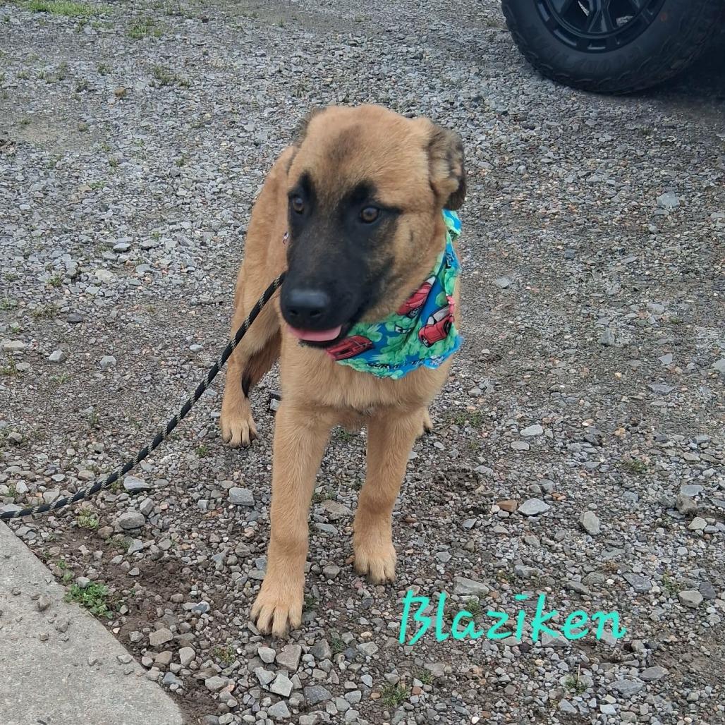 Blaziken, a Adoptable mixed breed in Lakewood, CO image 2/3