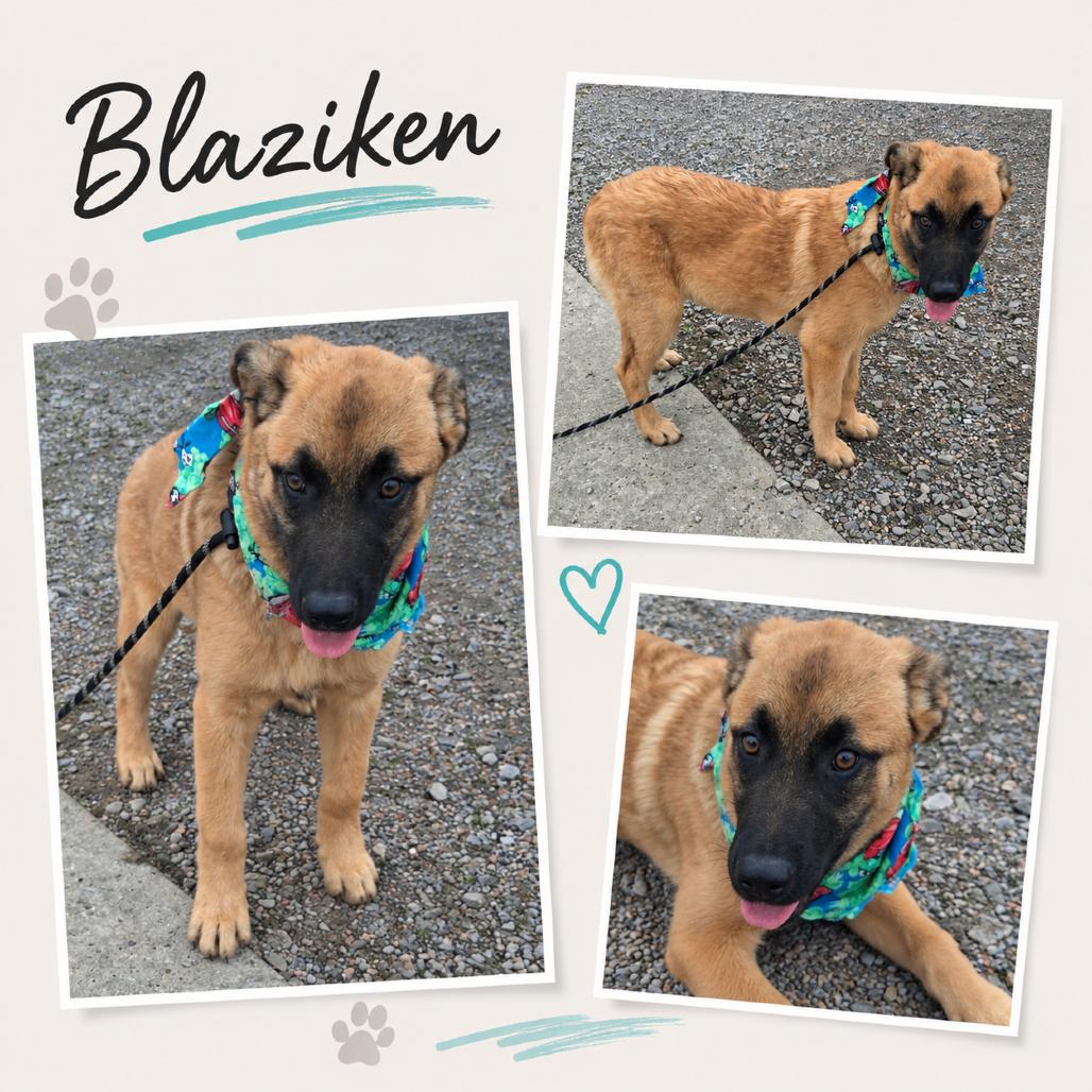 Blaziken, a Adoptable mixed breed in Lakewood, CO image 3/3