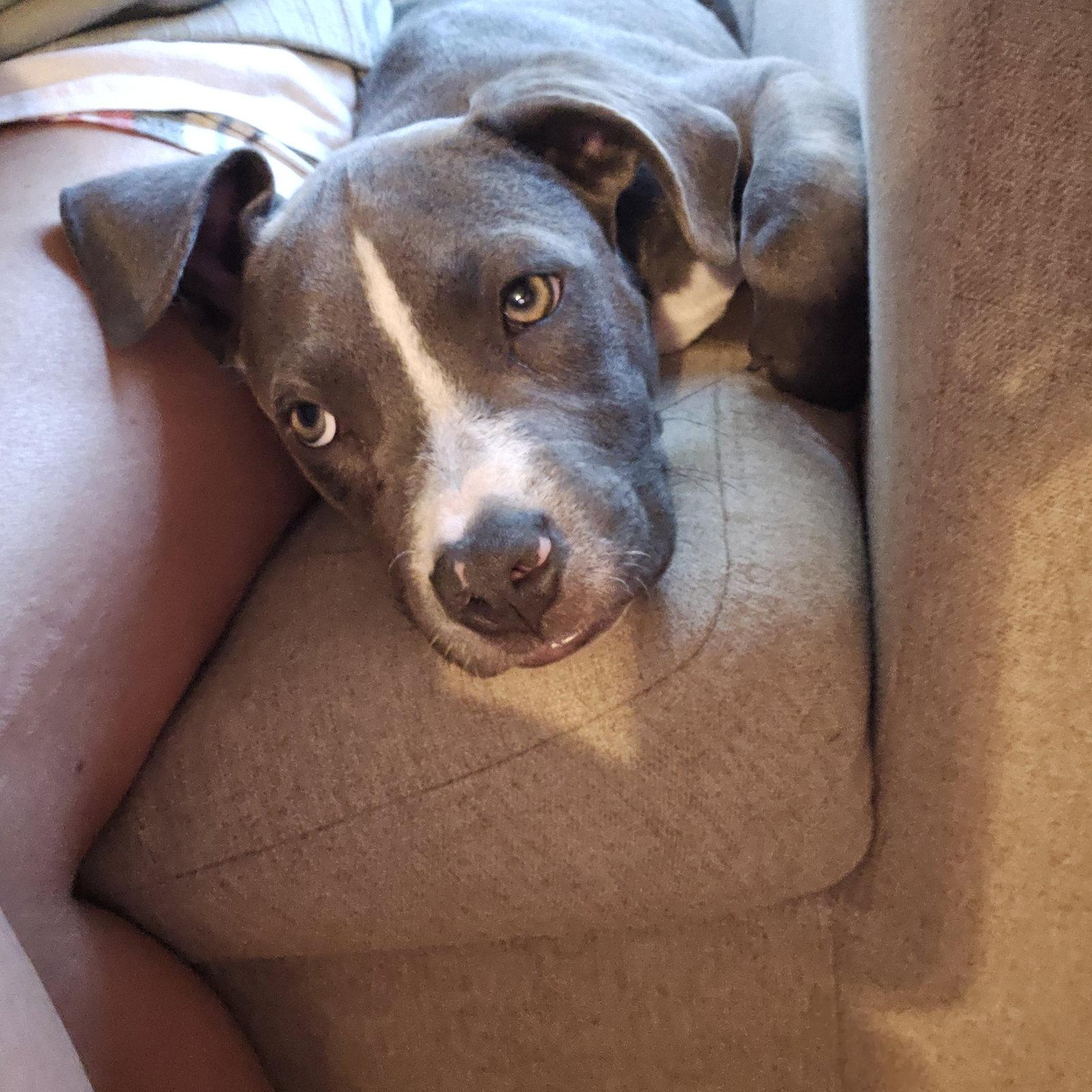 Enlarge Nickel, a Adoptable Weimaraner in Garner, NC image 3/3