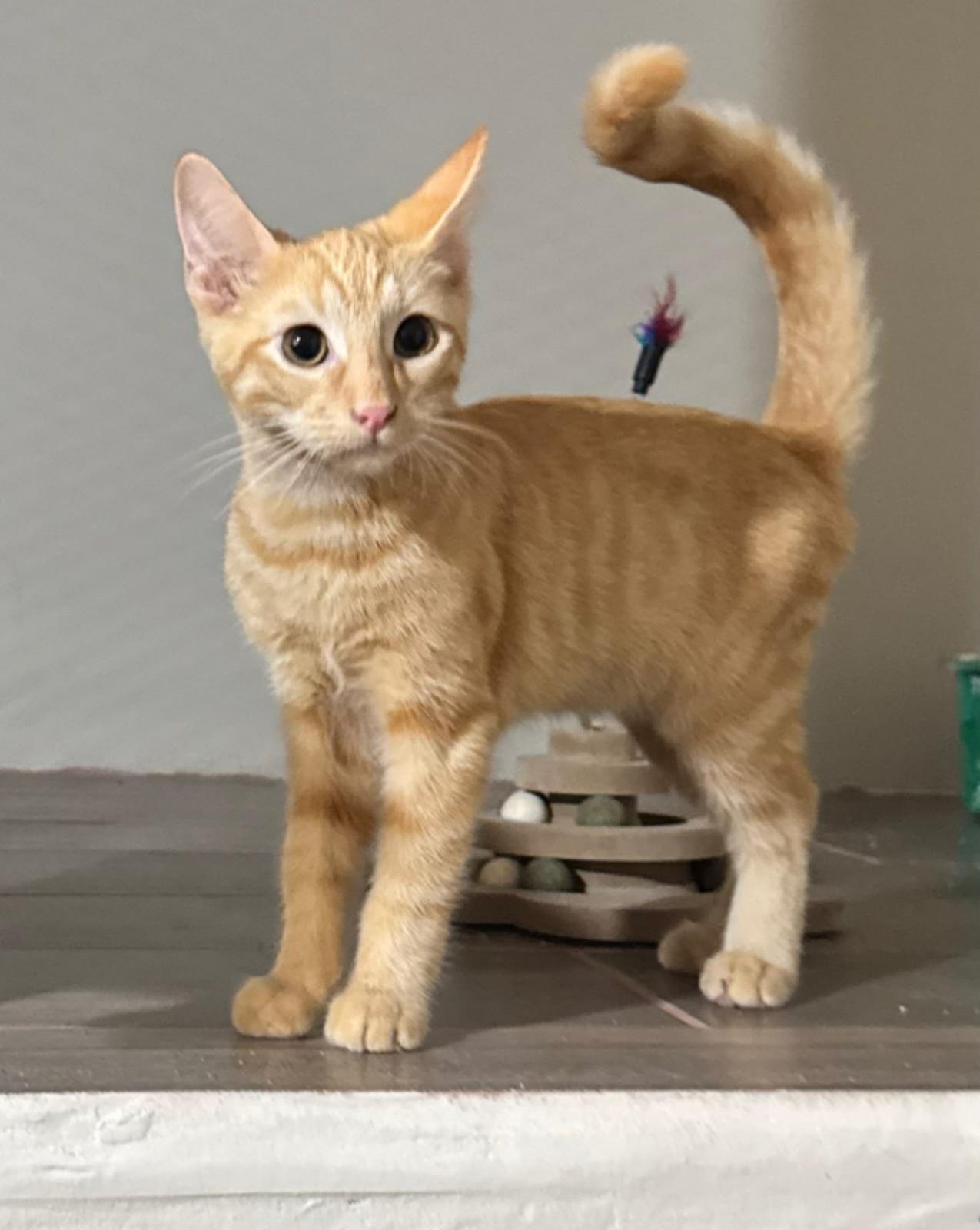 Harris, Adopted, Kitten Male Domestic Short Hair.