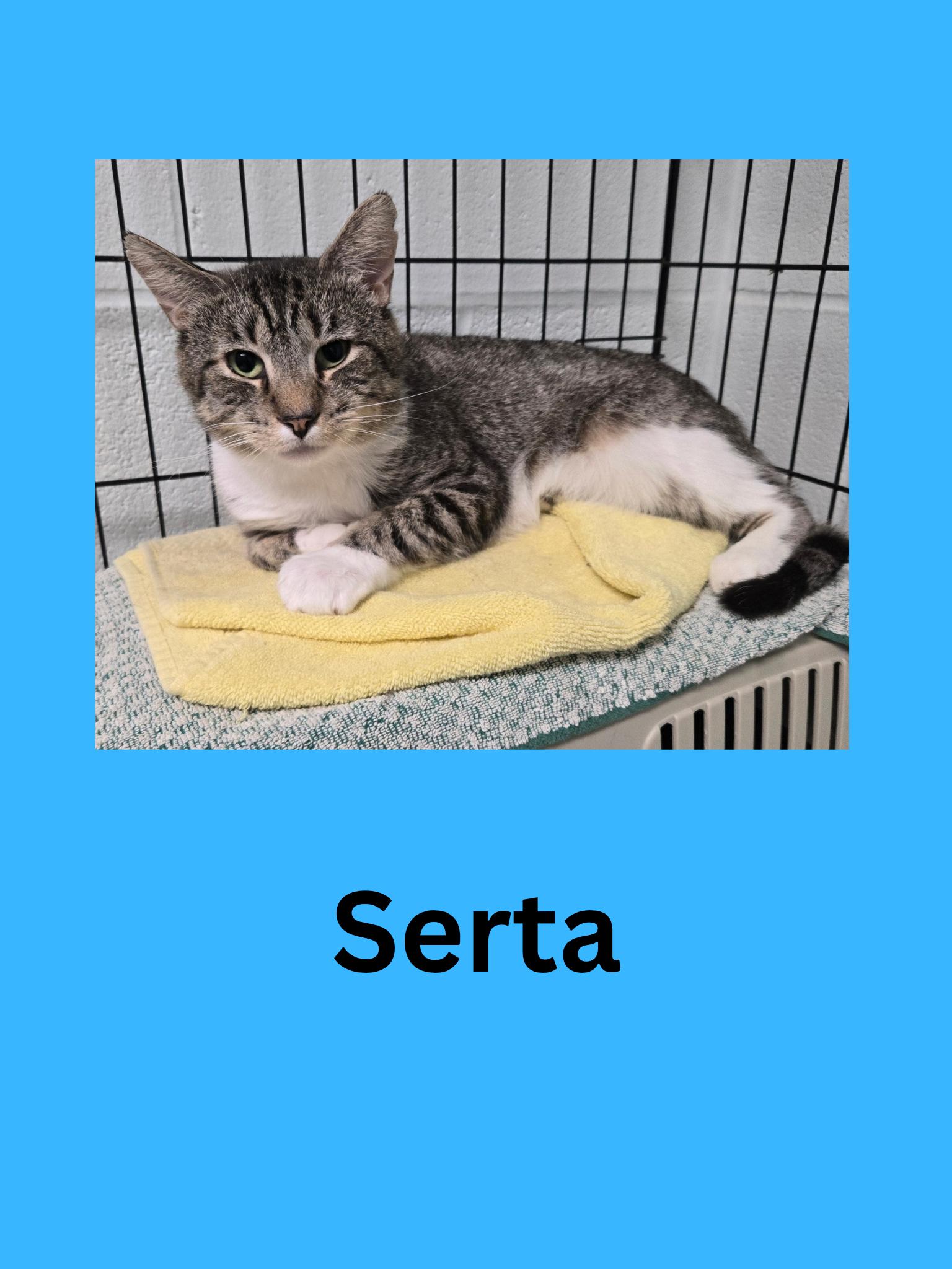 Enlarge Serta, a ADOPTABLE Domestic Short Hair in Ravenna, OH image 1/1