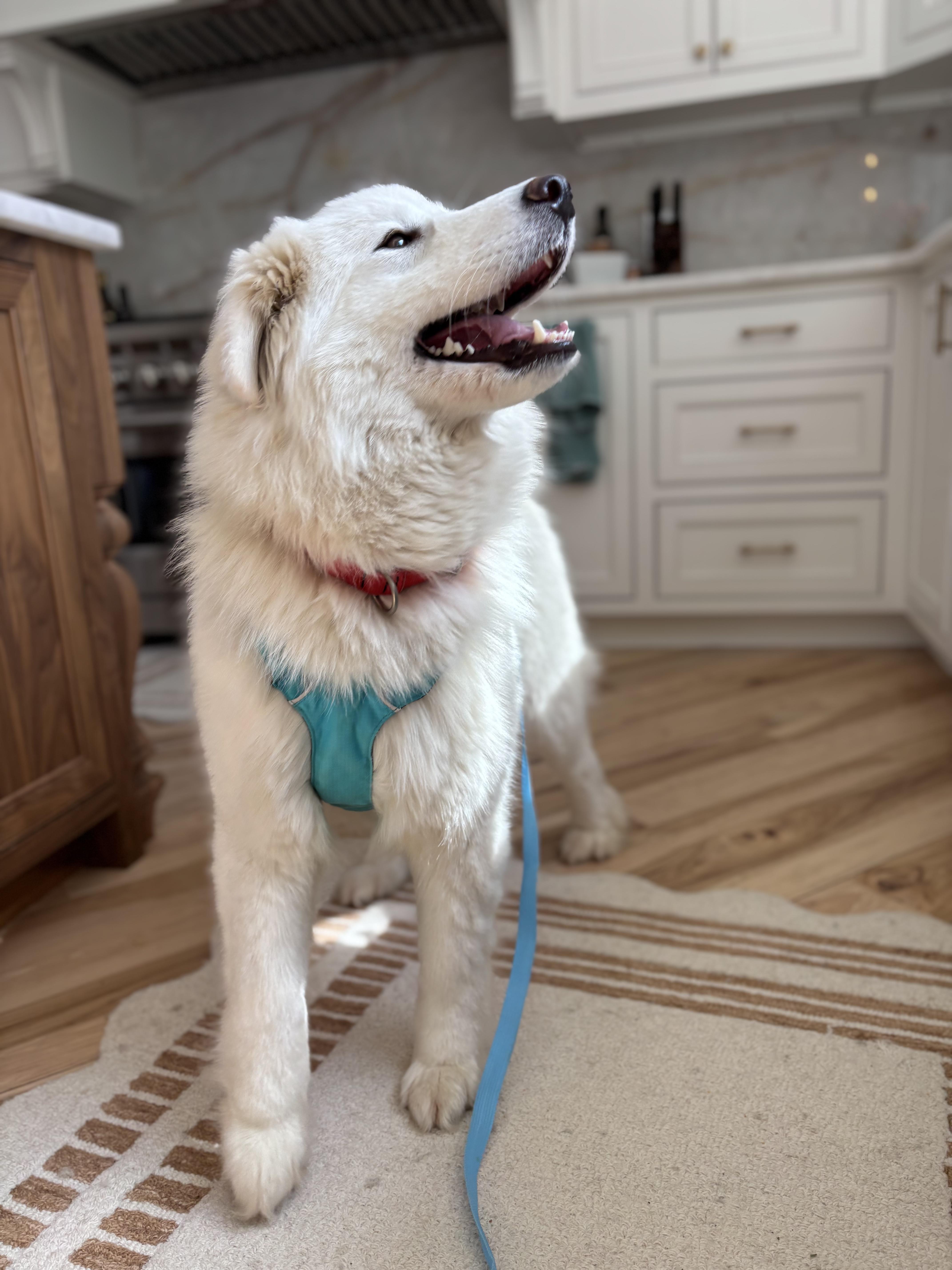 Enlarge Valentina, an adopted Samoyed in Milwaukee, WI image 3/5