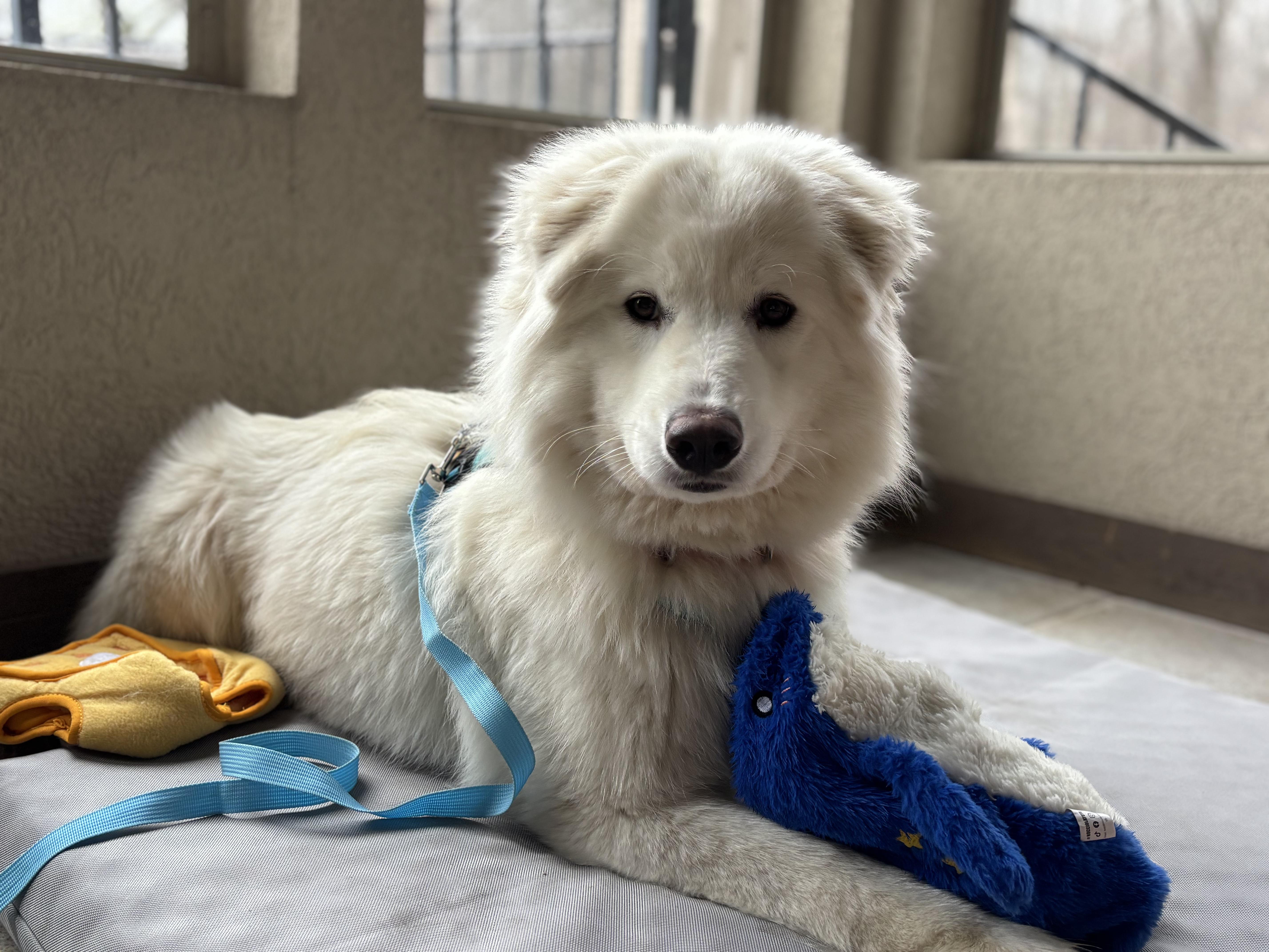 Enlarge Valentina, an adopted Samoyed in Milwaukee, WI image 1/5