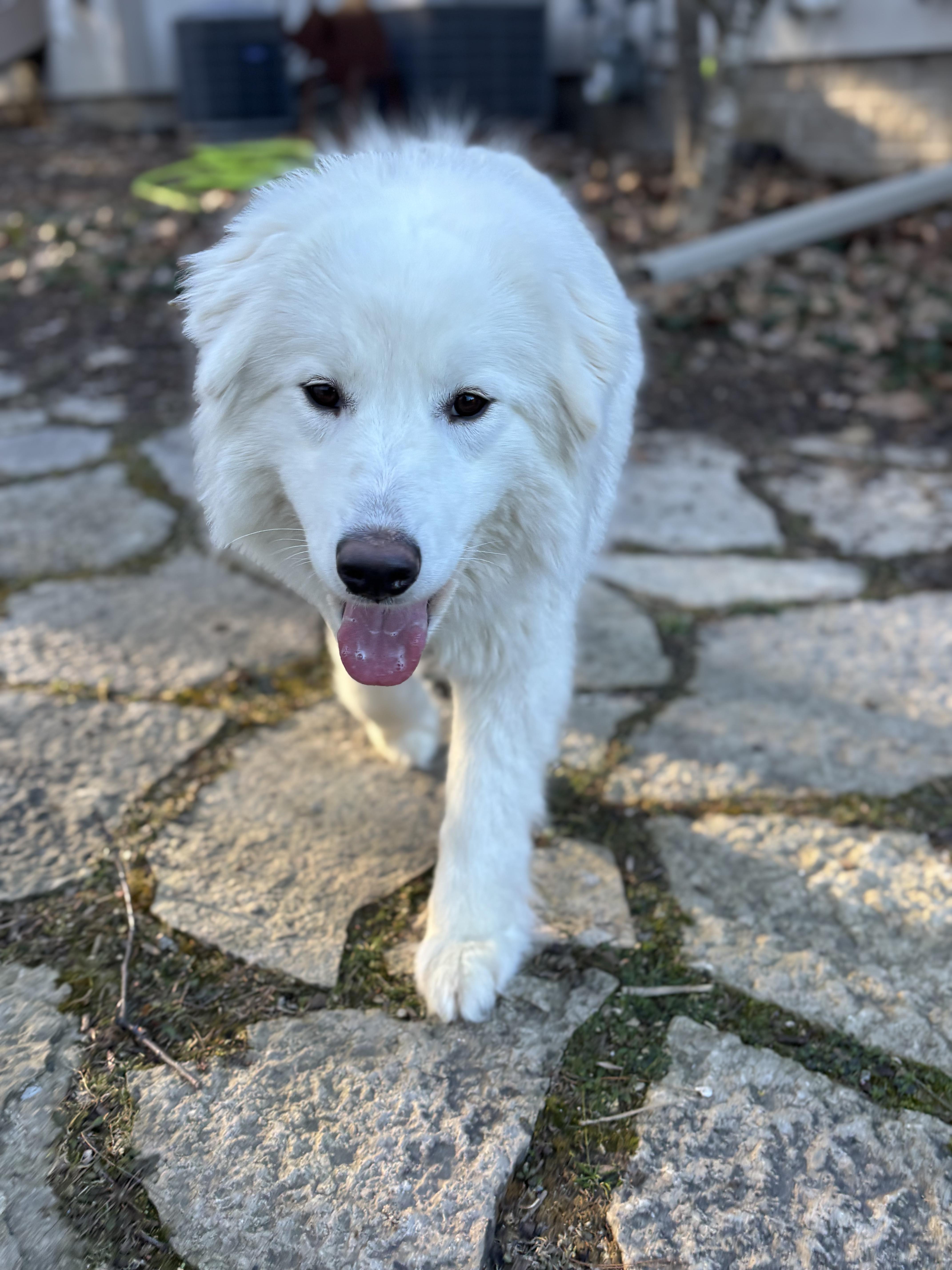 Enlarge Valentina, an adopted Samoyed in Milwaukee, WI image 4/5