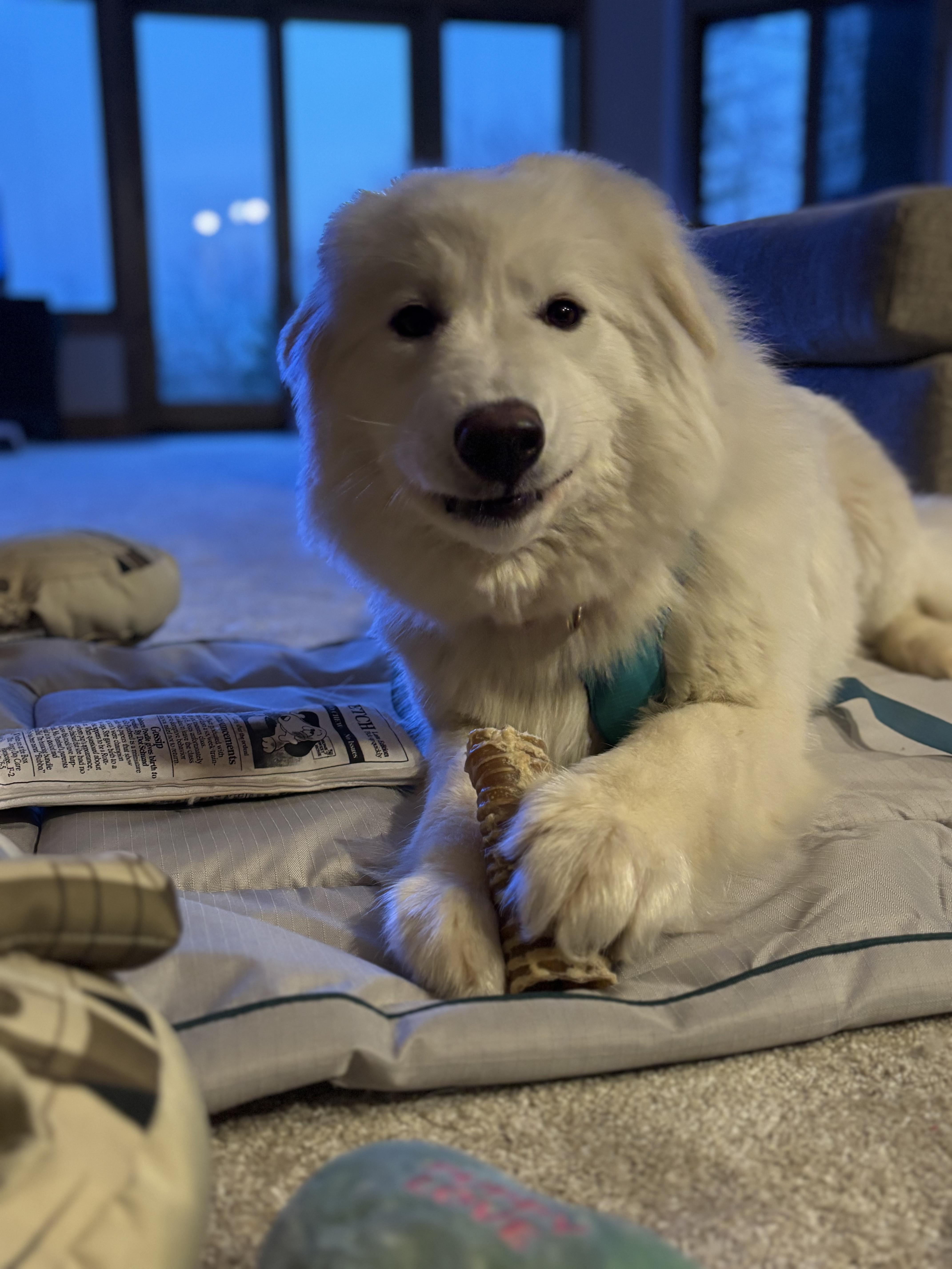 Enlarge Valentina, an adopted Samoyed in Milwaukee, WI image 5/5