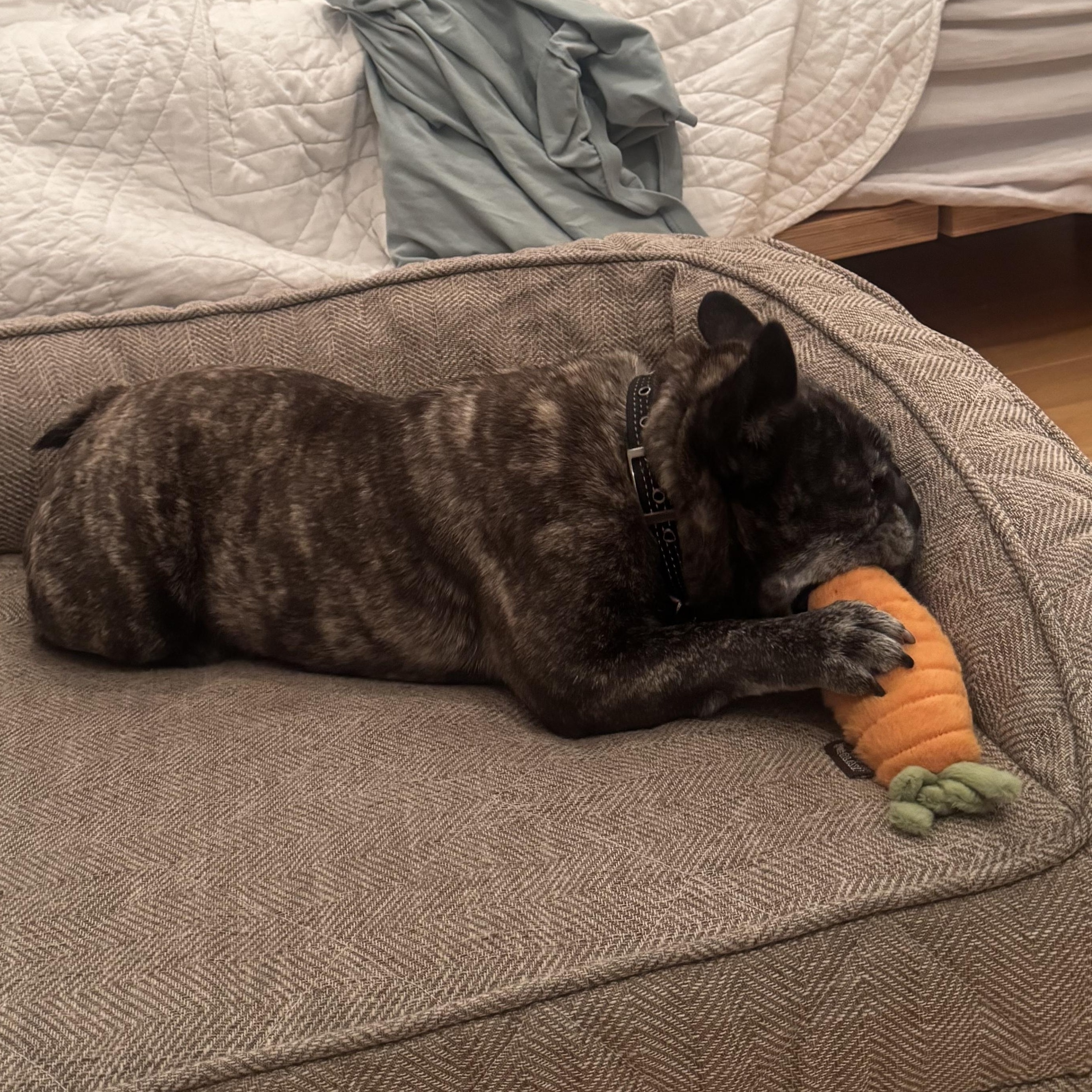 Enlarge Celeste, a Adoptable French Bulldog in Burbank, CA image 5/6