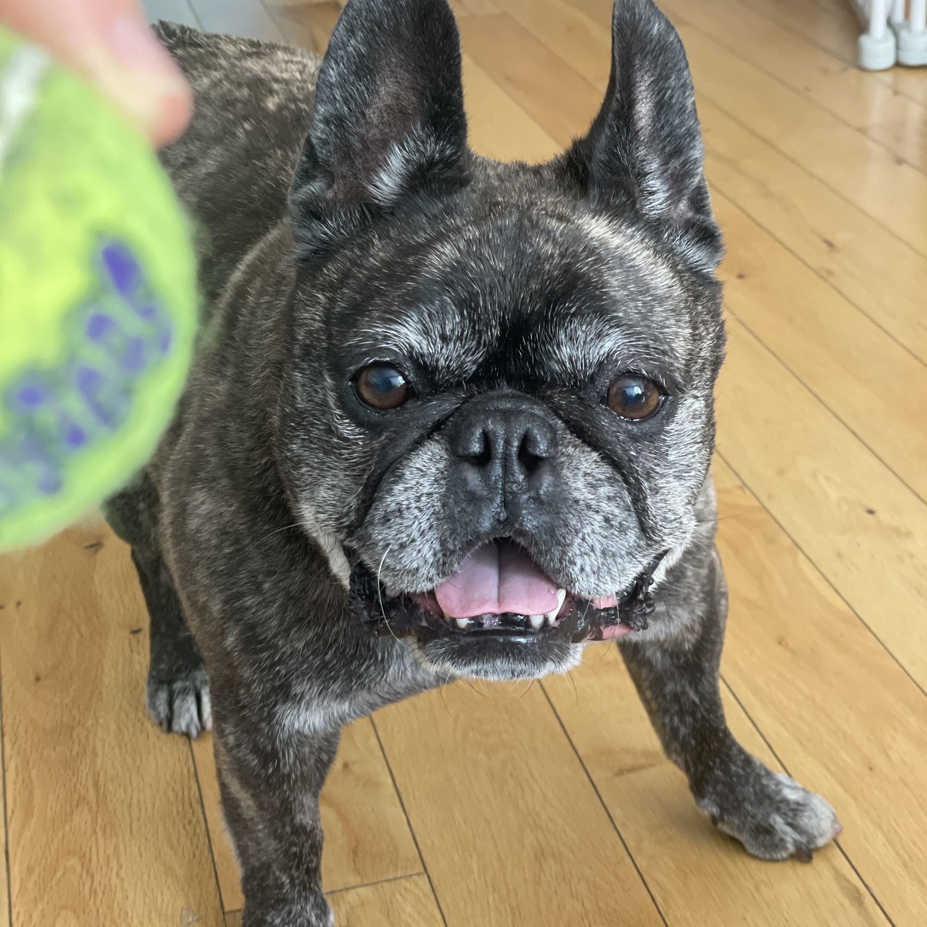 Celeste, Adoptable, Adult Female French Bulldog.