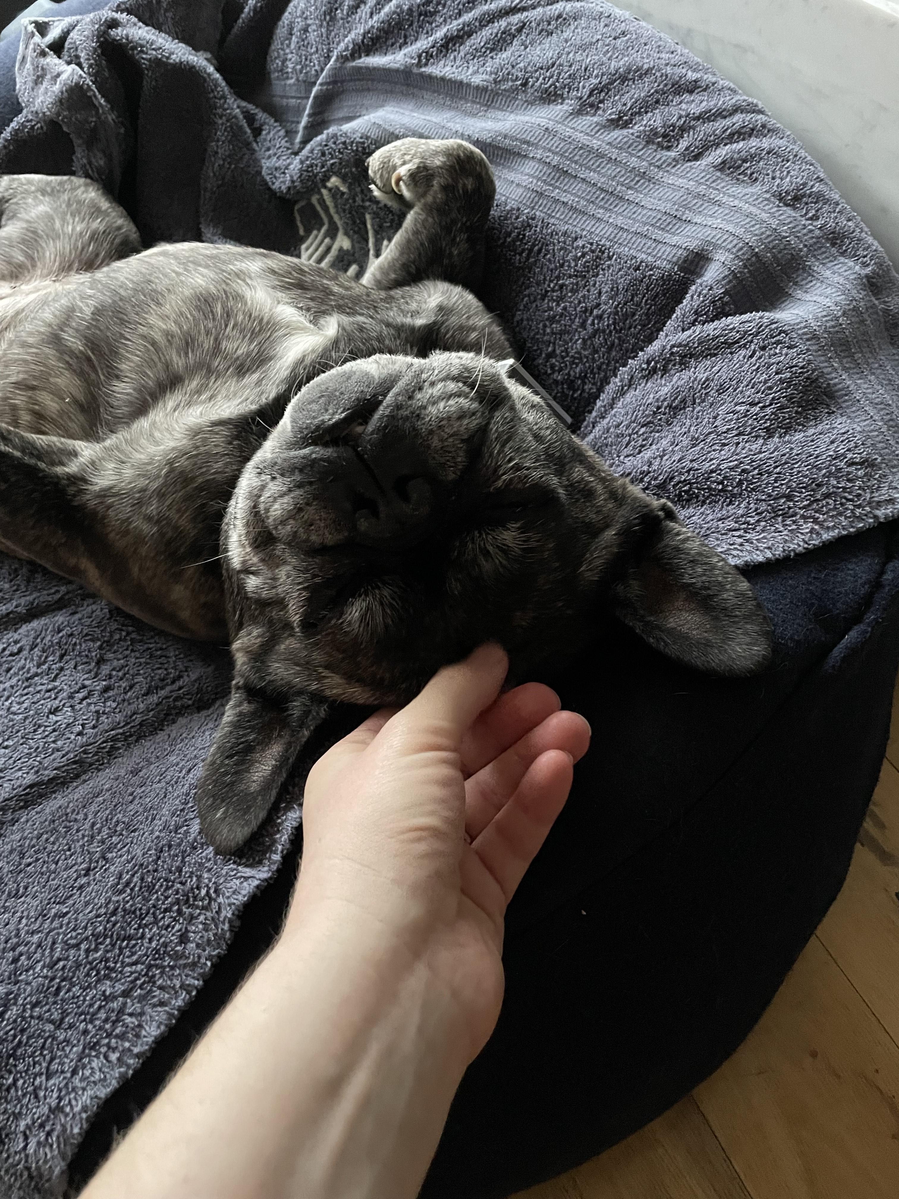 Enlarge Celeste, a Adoptable French Bulldog in Burbank, CA image 3/6