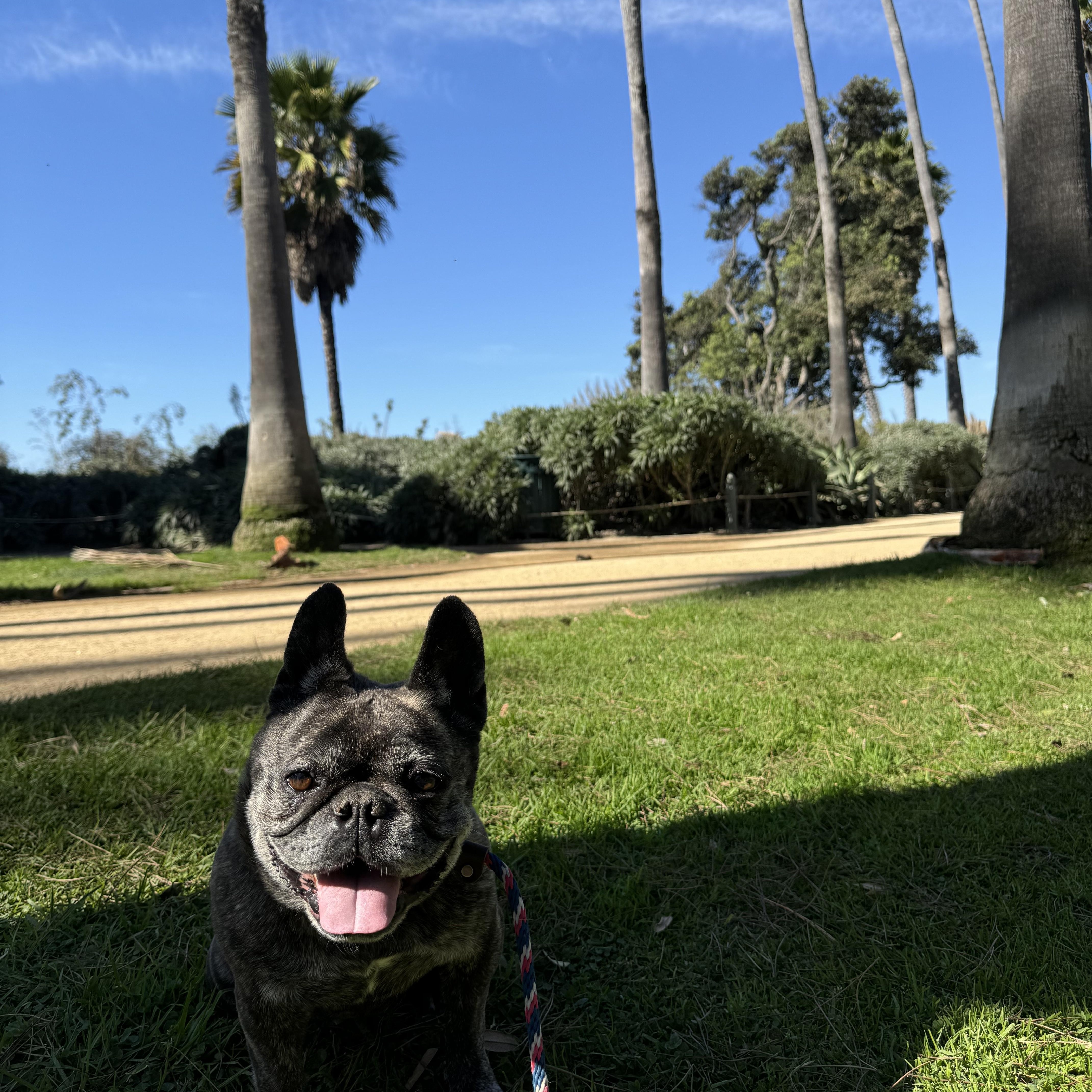 Enlarge Celeste, a Adoptable French Bulldog in Burbank, CA image 4/6