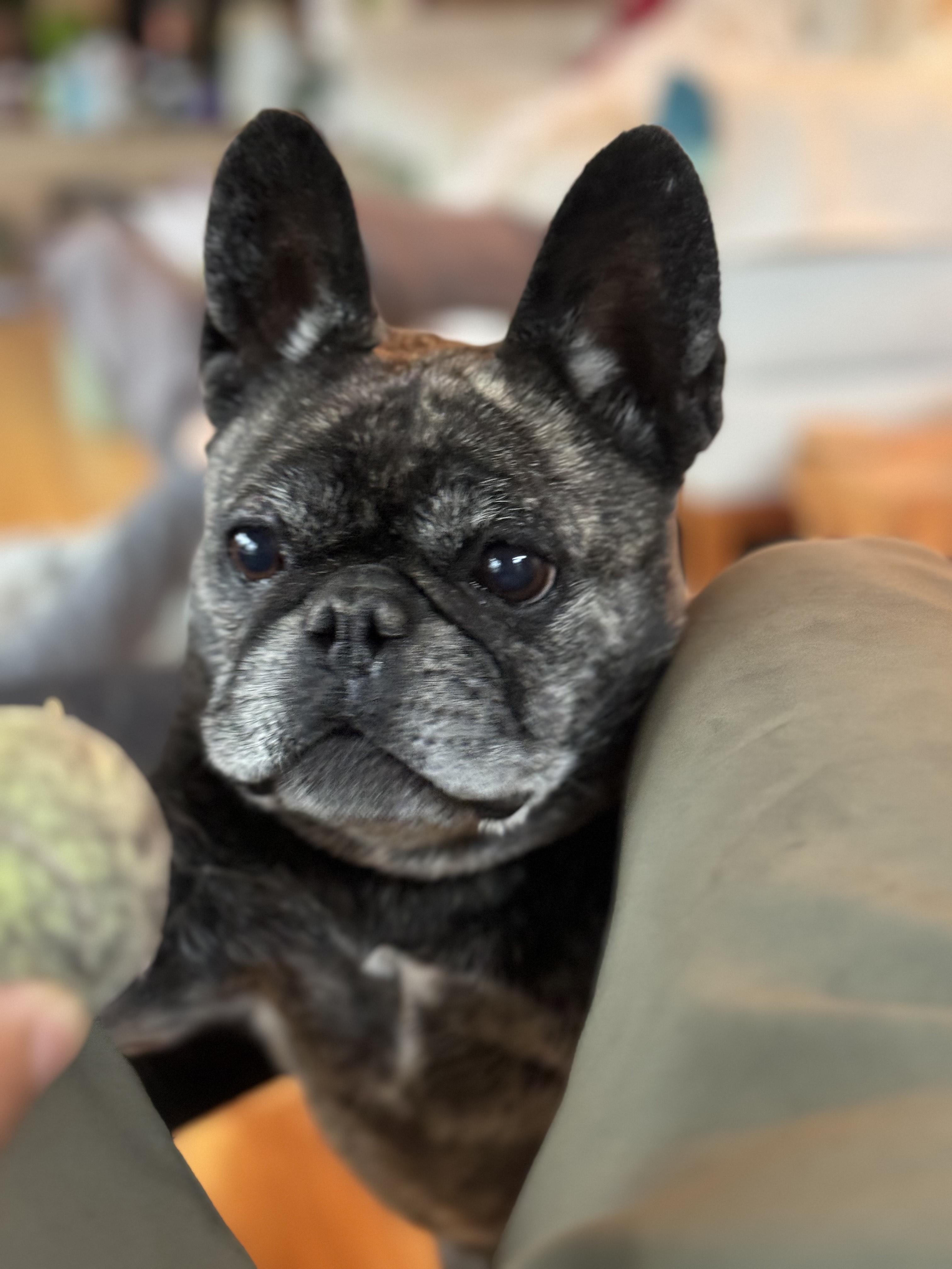 Enlarge Celeste, a Adoptable French Bulldog in Burbank, CA image 2/6
