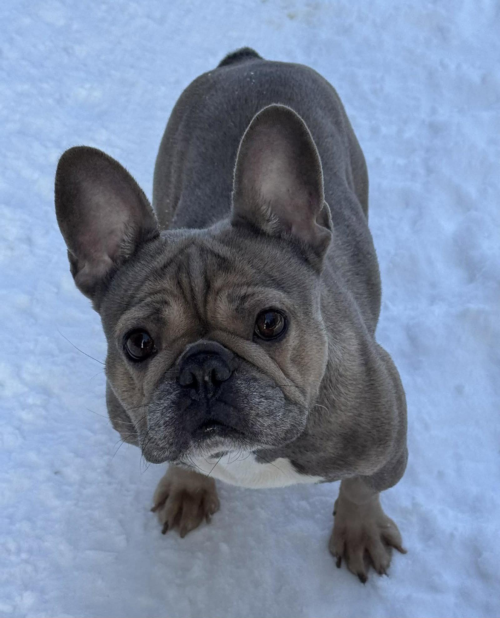 Enlarge Bijou, a Adopted French Bulldog in Buffalo, NY image 1/2