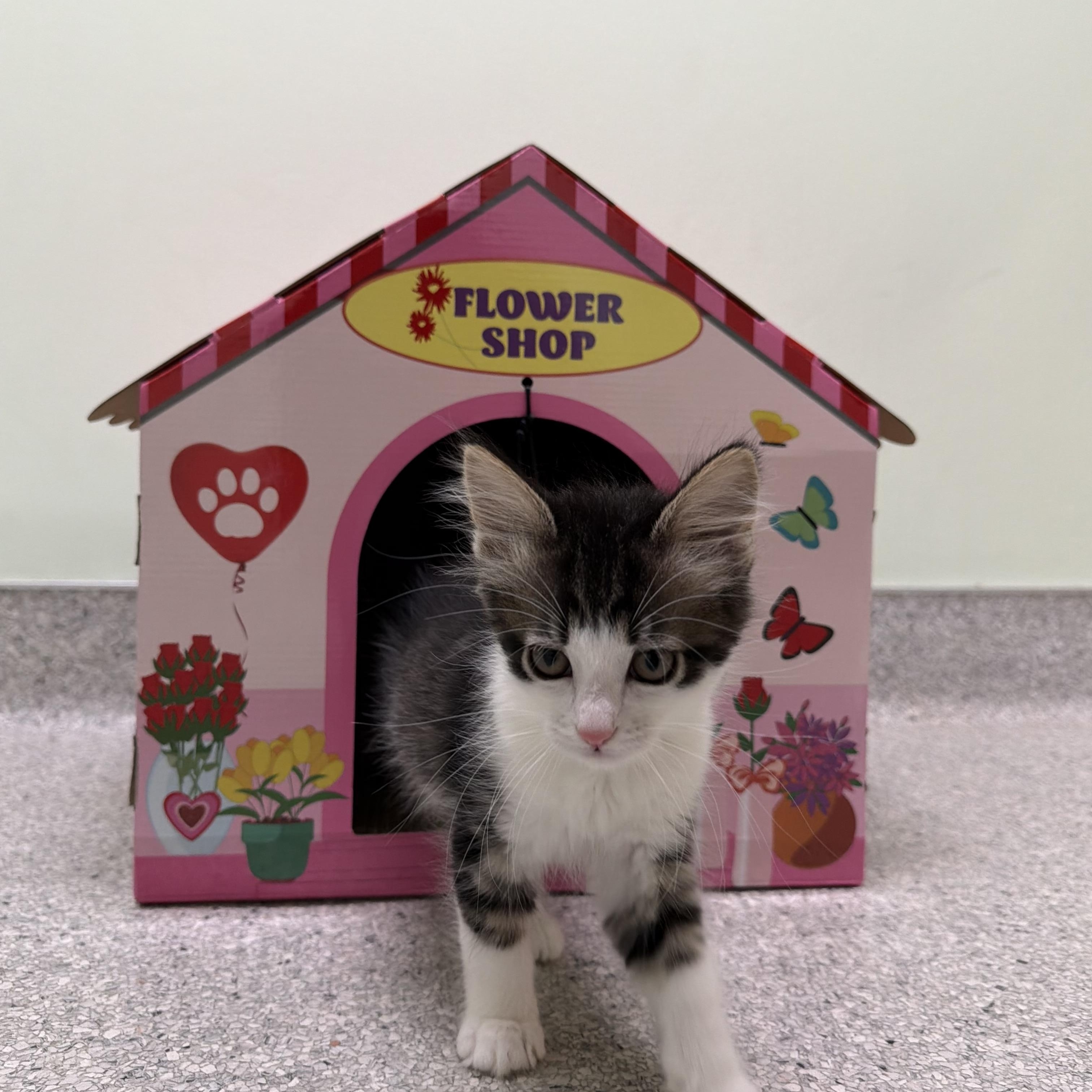 Puffin, ADOPTABLE, Kitten Female Domestic Medium Hair.