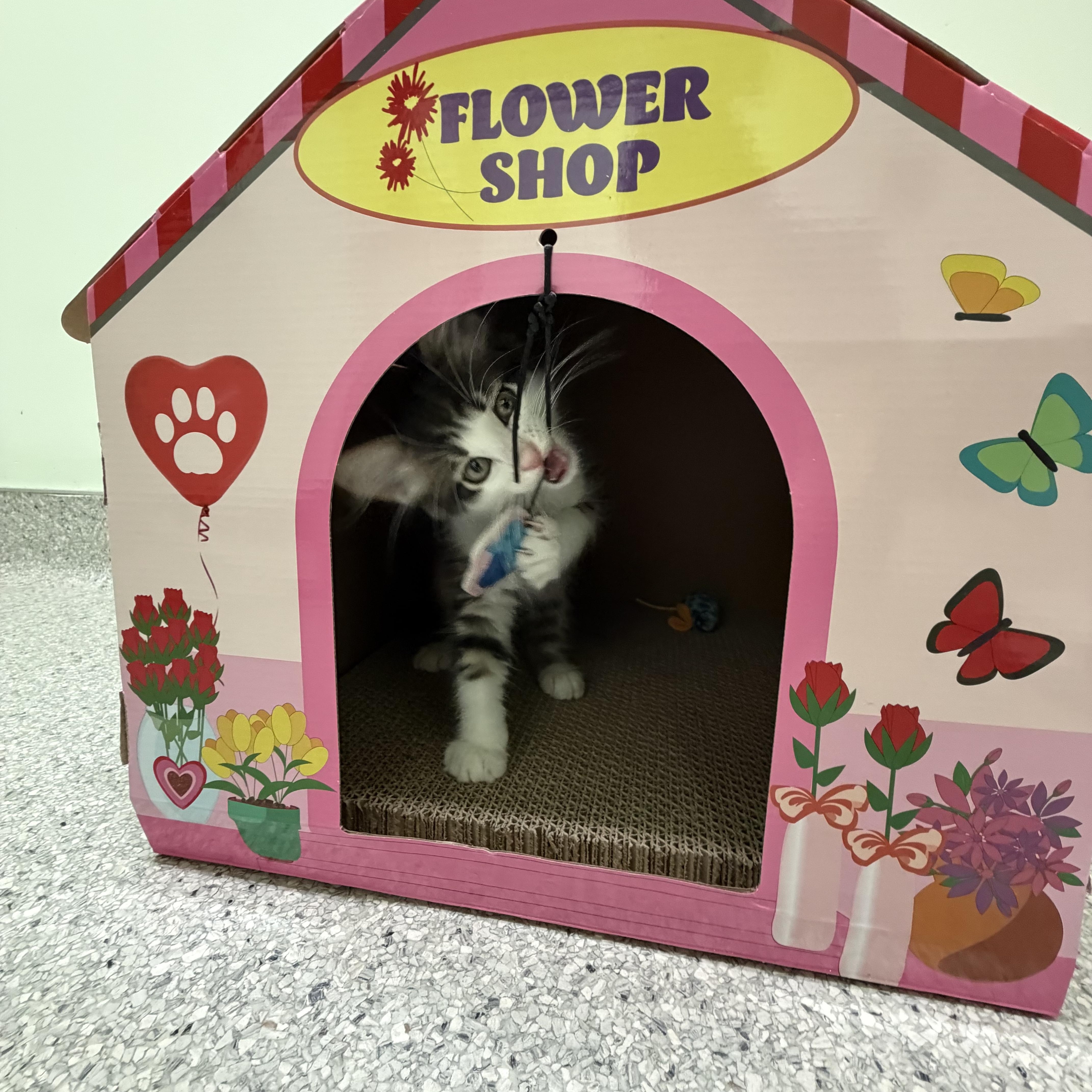 Puffin, a ADOPTABLE Domestic Medium Hair in Kent, WA image 6/6