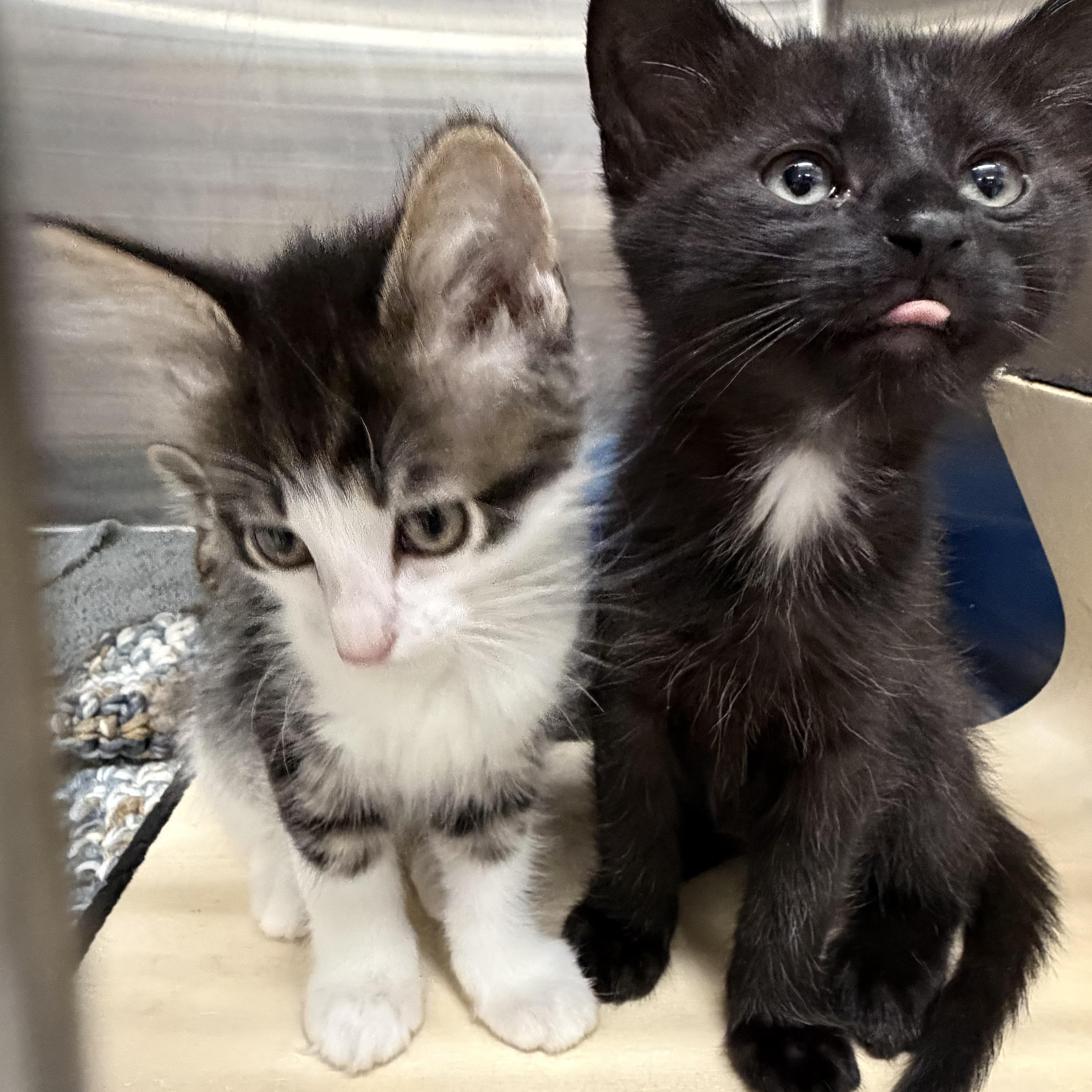 Puffin, a ADOPTABLE Domestic Medium Hair in Kent, WA image 5/6