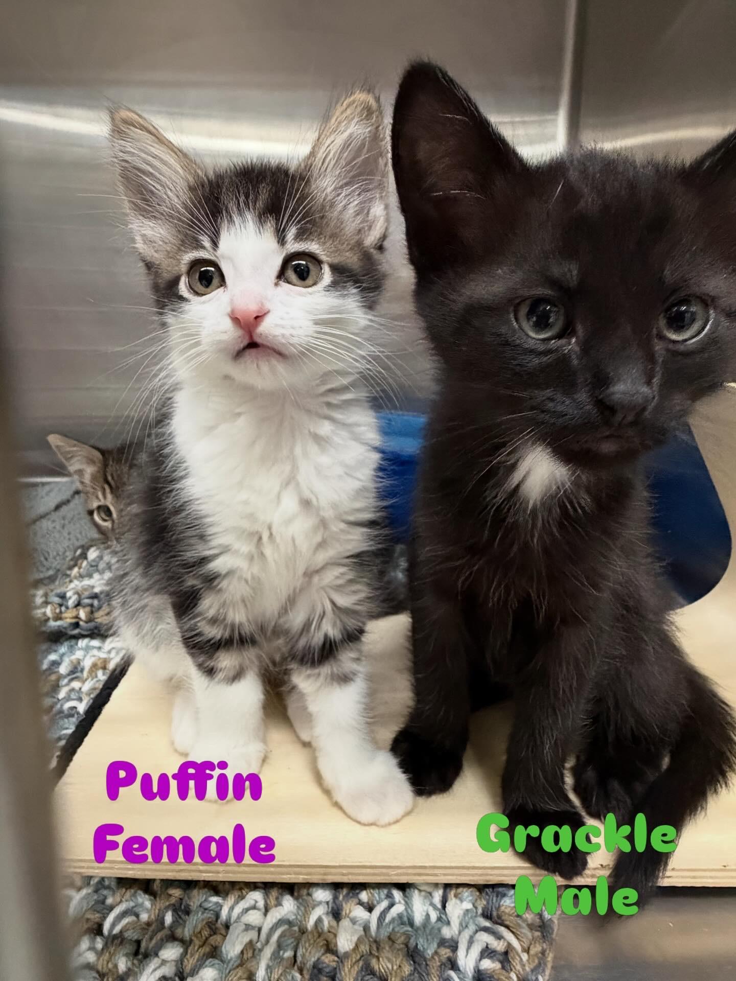 Puffin, a ADOPTABLE Domestic Medium Hair in Kent, WA image 4/6