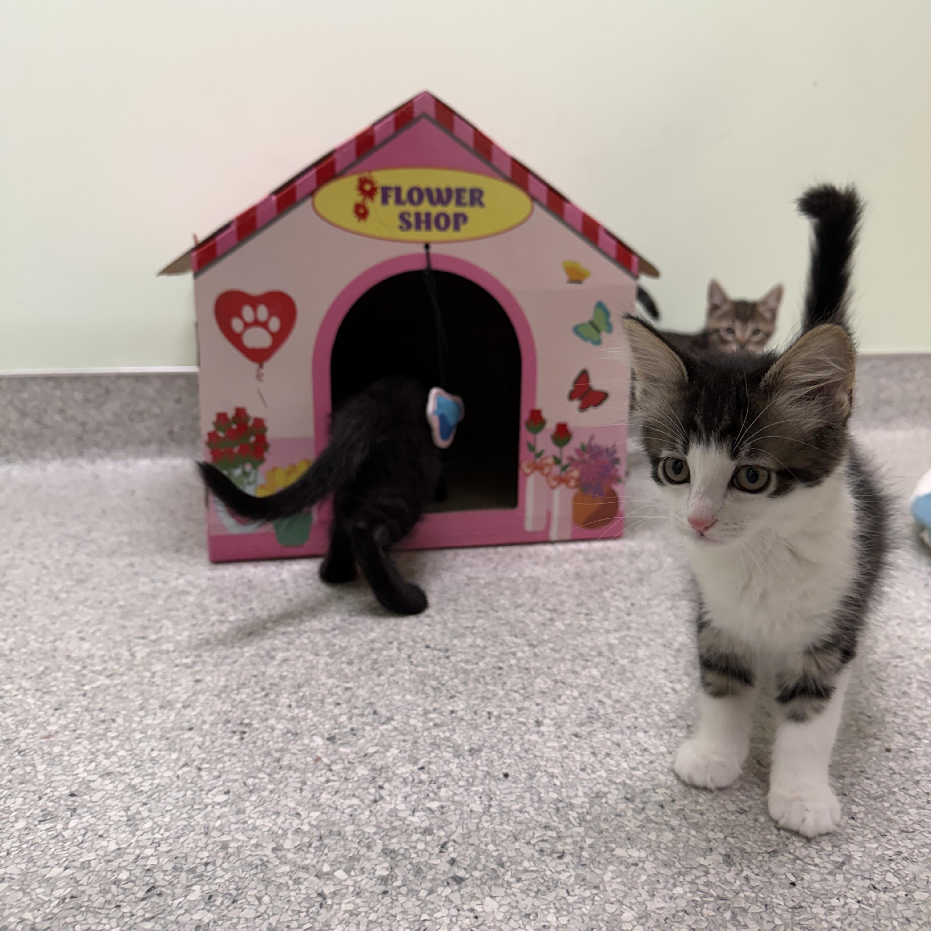 Puffin, a ADOPTABLE Domestic Medium Hair in Kent, WA image 3/6