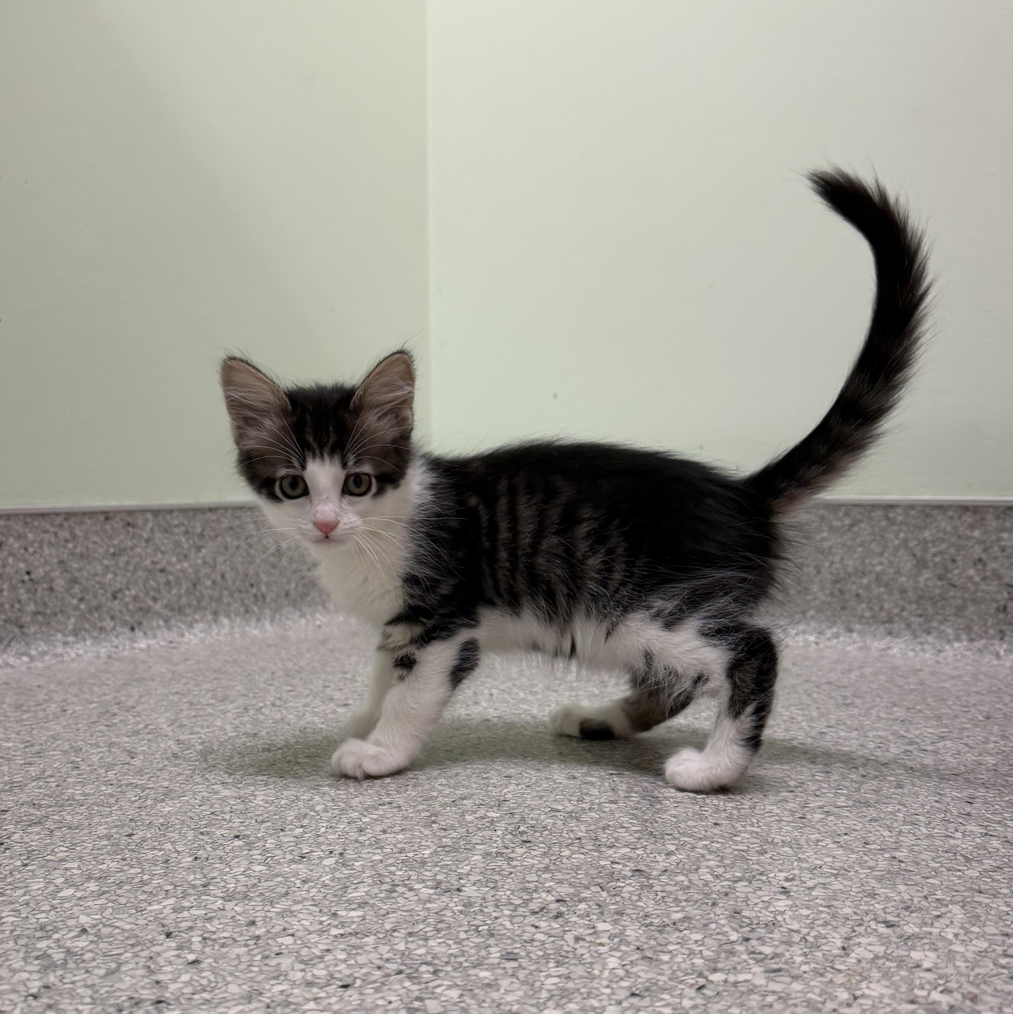 Puffin, a ADOPTABLE Domestic Medium Hair in Kent, WA image 2/6