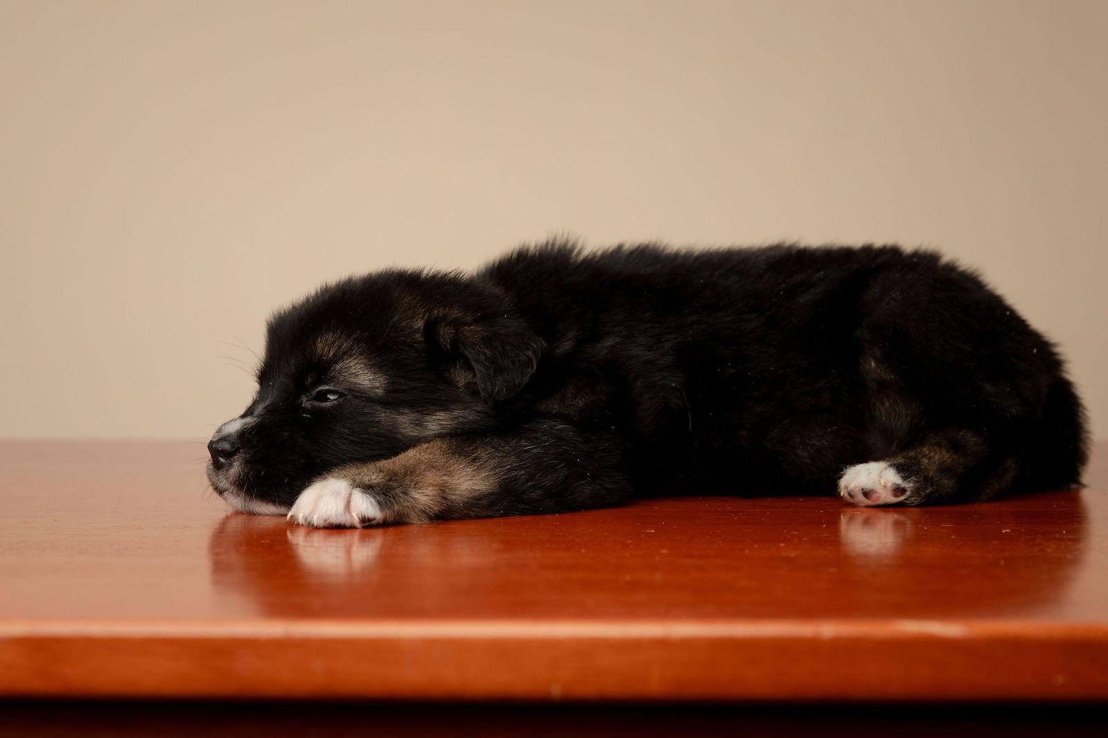 King Edward, Adoptable, Puppy Male Shepherd & Labrador Retriever.