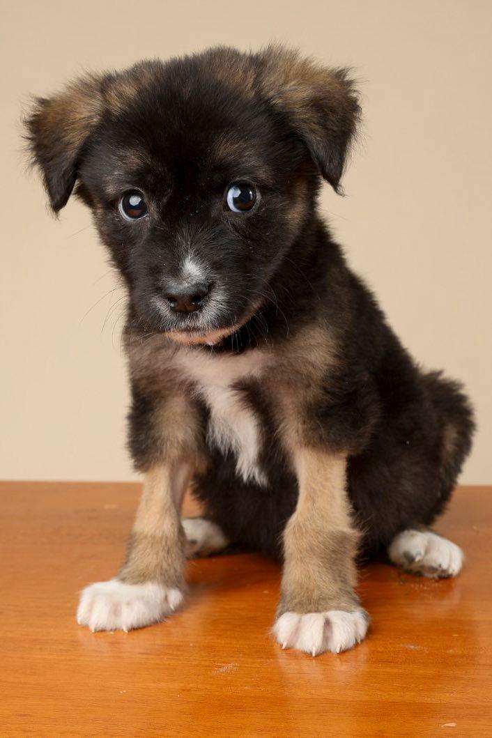 King Edward, Adoptable, Puppy Male Shepherd & Labrador Retriever.