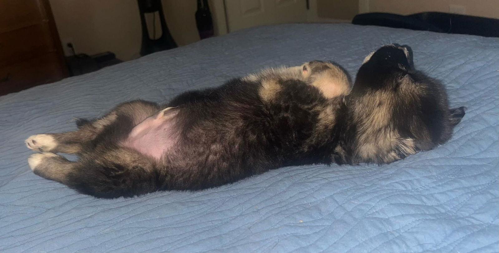 King Edward, a Adoptable mixed breed in Garner, NC image 2/3