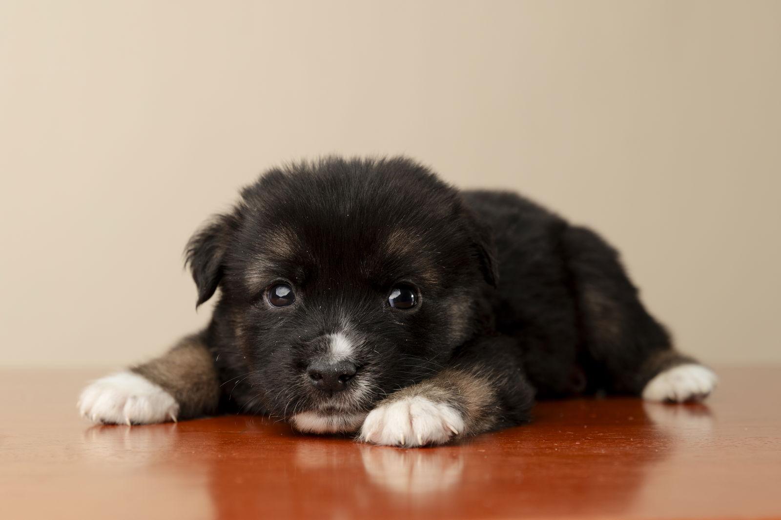 King Edward, a Adoptable mixed breed in Garner, NC image 3/3