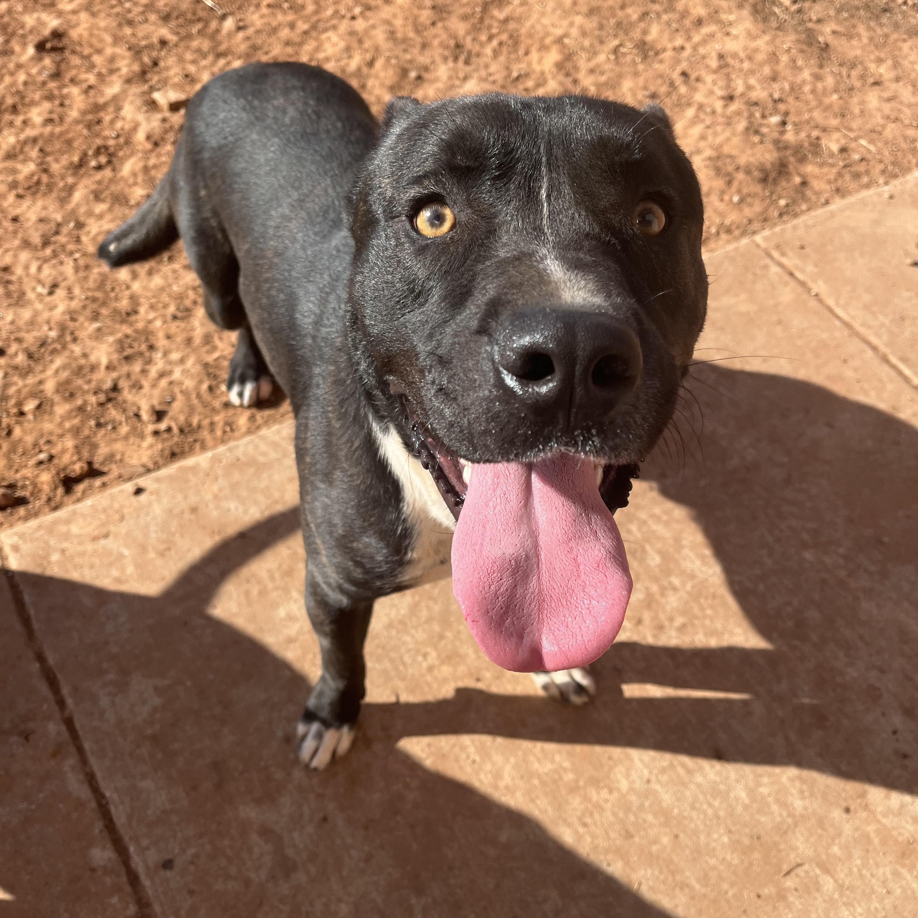 Texas, Adult Male Mixed Breed
