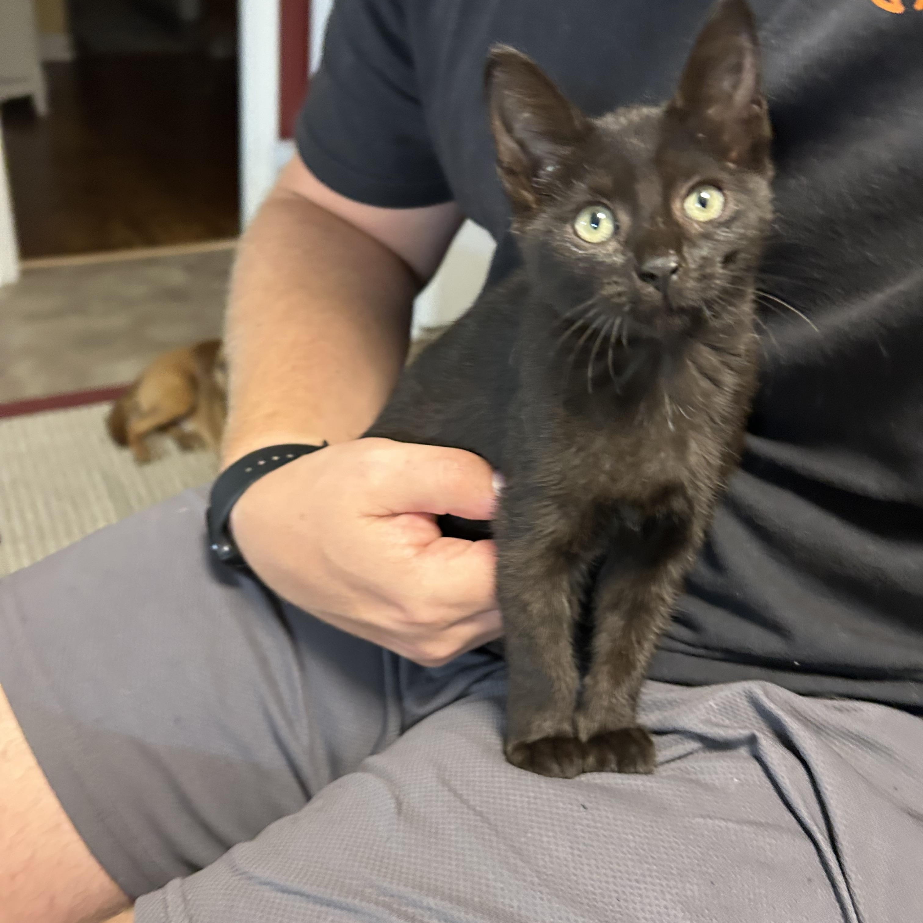 Enlarge Willow, a Adoptable mixed breed in Rock Spring, GA image 1/6