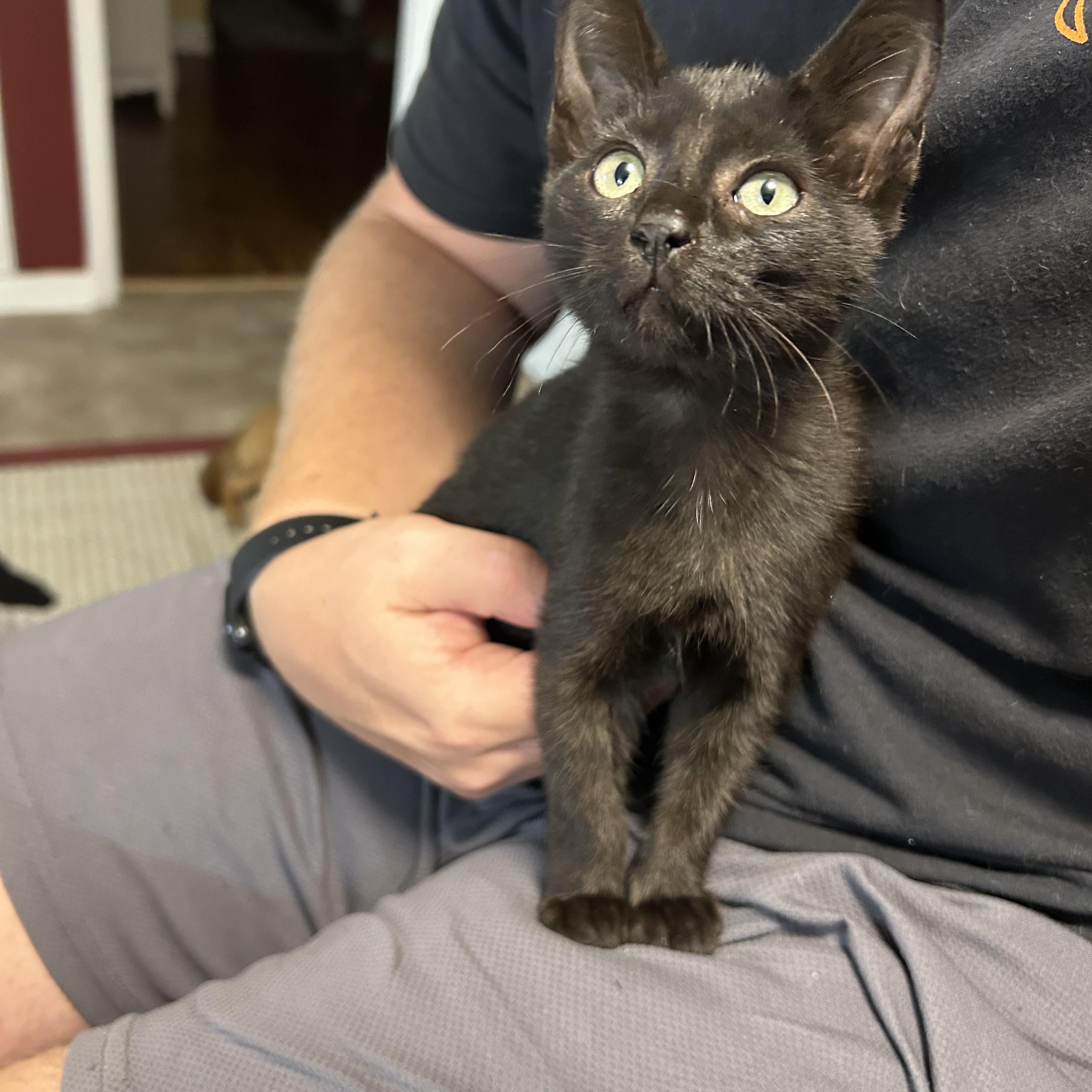 Enlarge Willow, a Adoptable mixed breed in Rock Spring, GA image 2/6