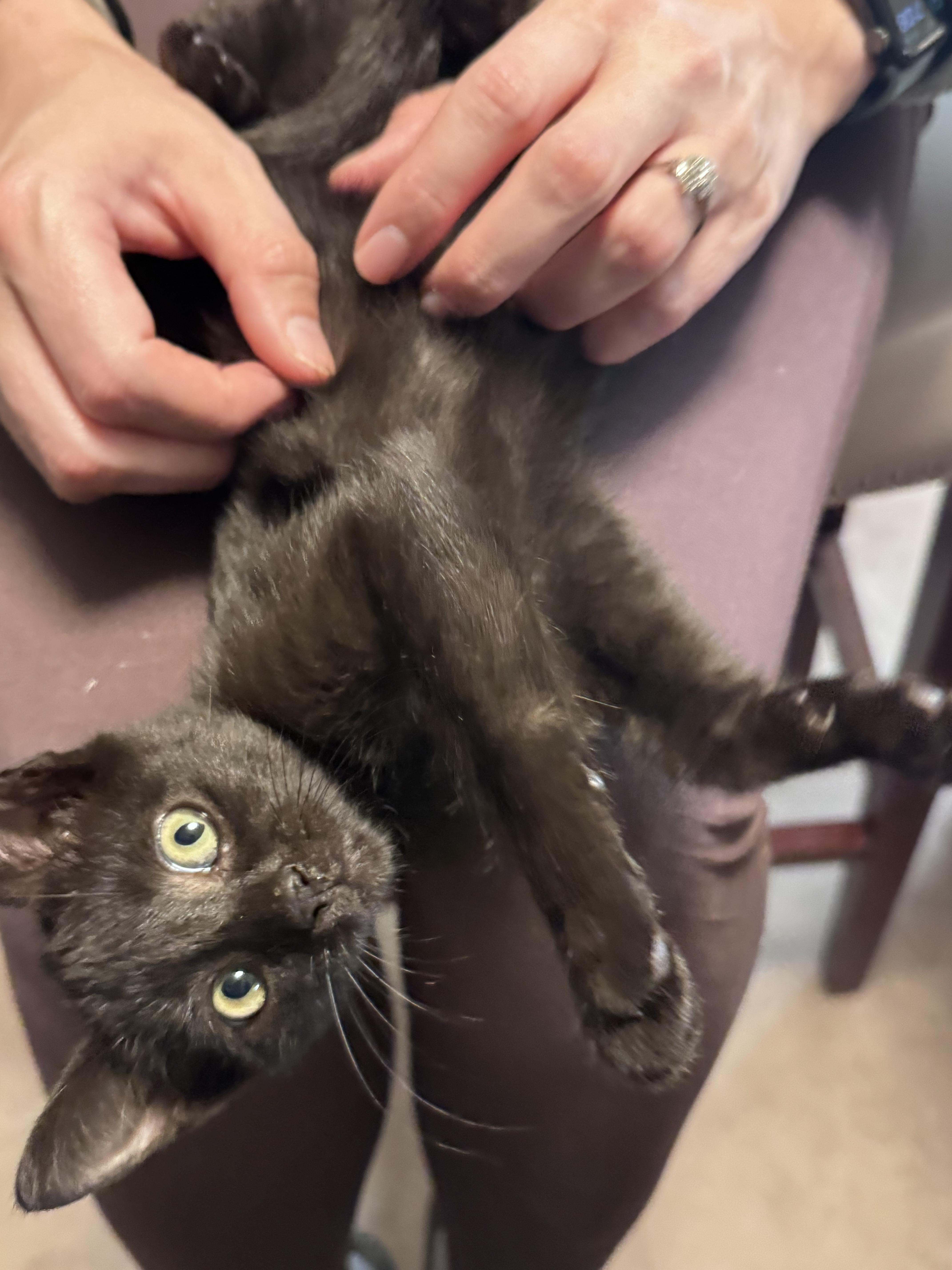 Enlarge Willow, a Adoptable mixed breed in Rock Spring, GA image 6/6