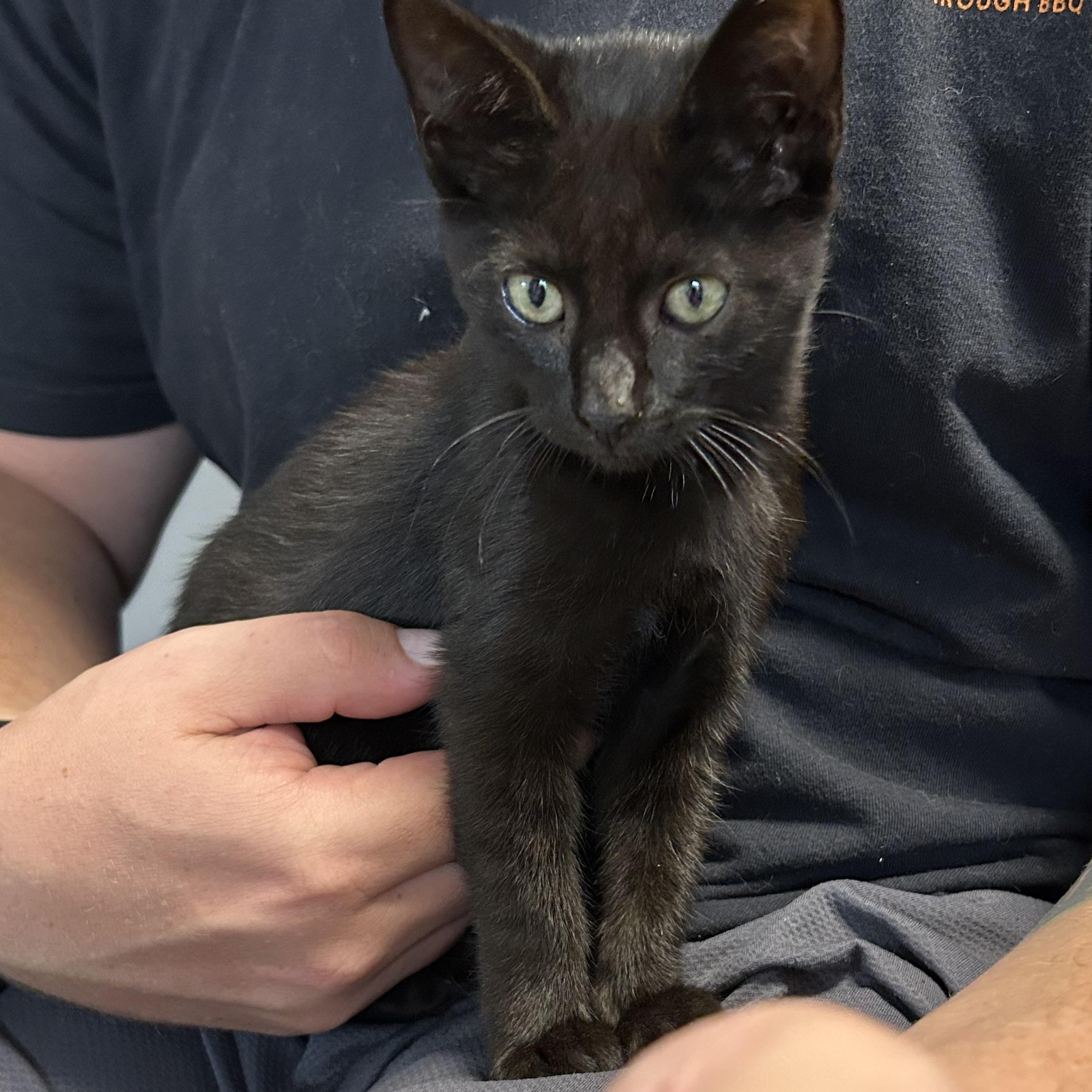 Enlarge Willow, a Adoptable mixed breed in Rock Spring, GA image 3/6