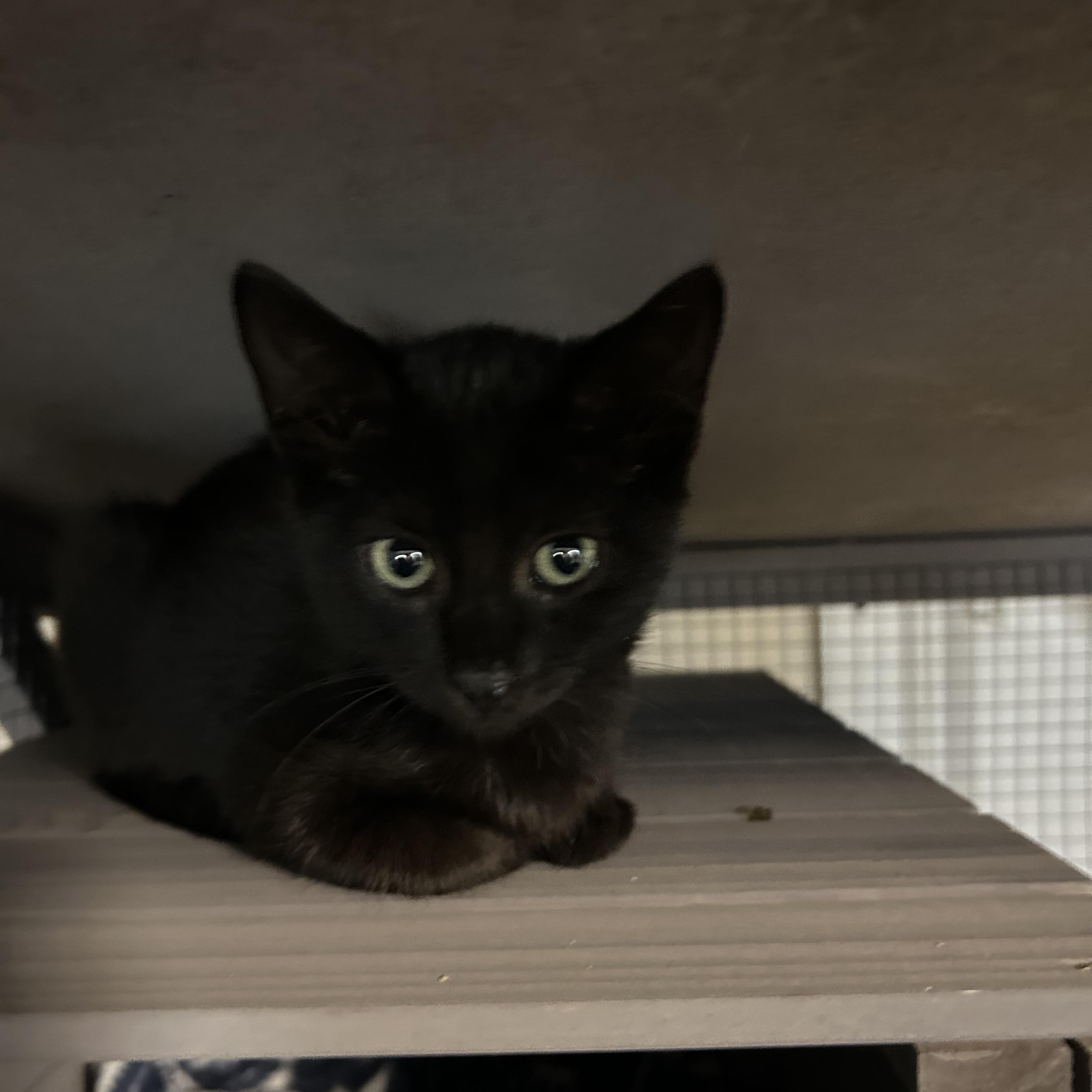 Enlarge Willow, a Adoptable mixed breed in Rock Spring, GA image 4/6