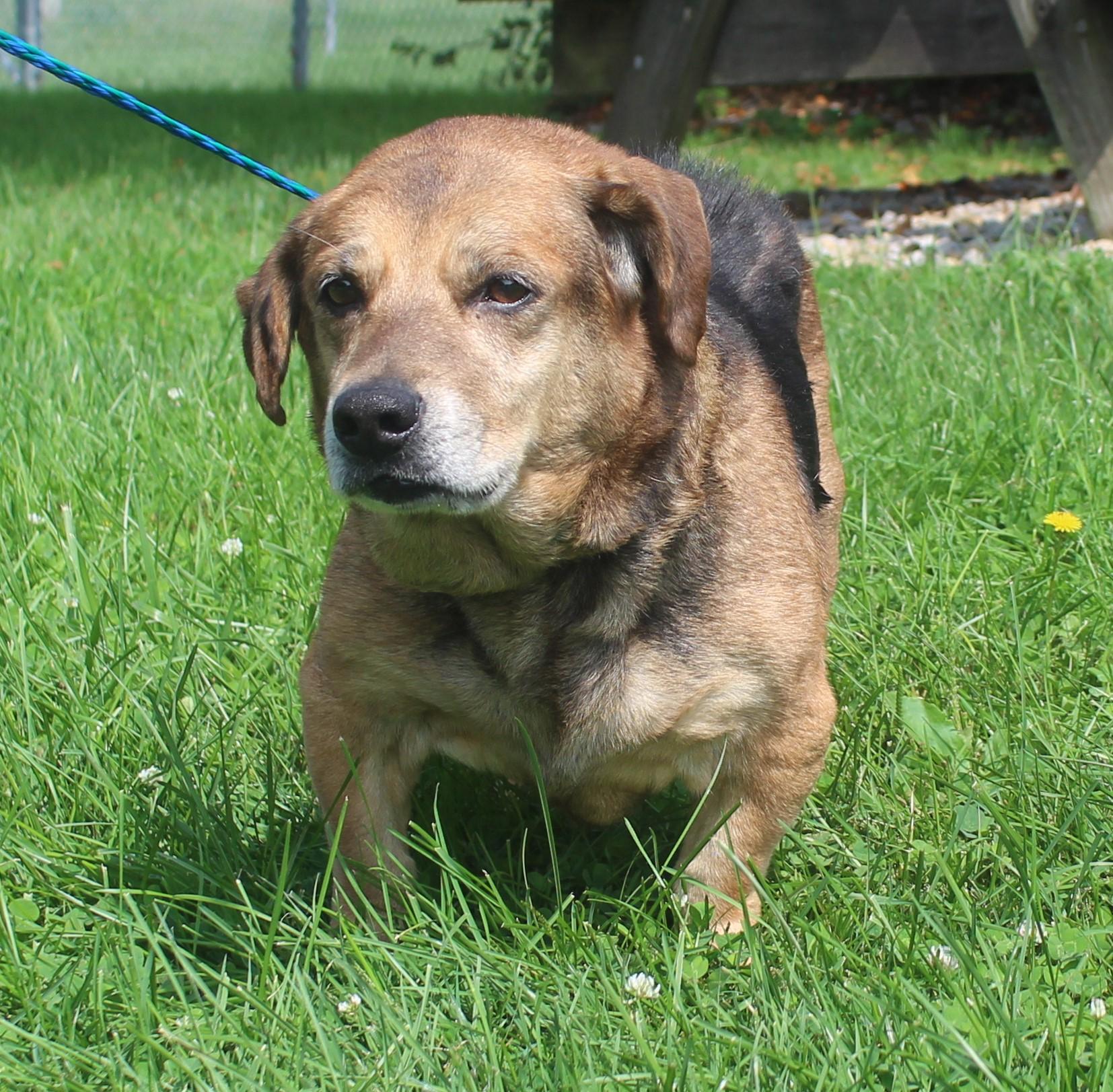 Enlarge Julian (12347), a Adoptable mixed breed in Heath, OH image 2/2