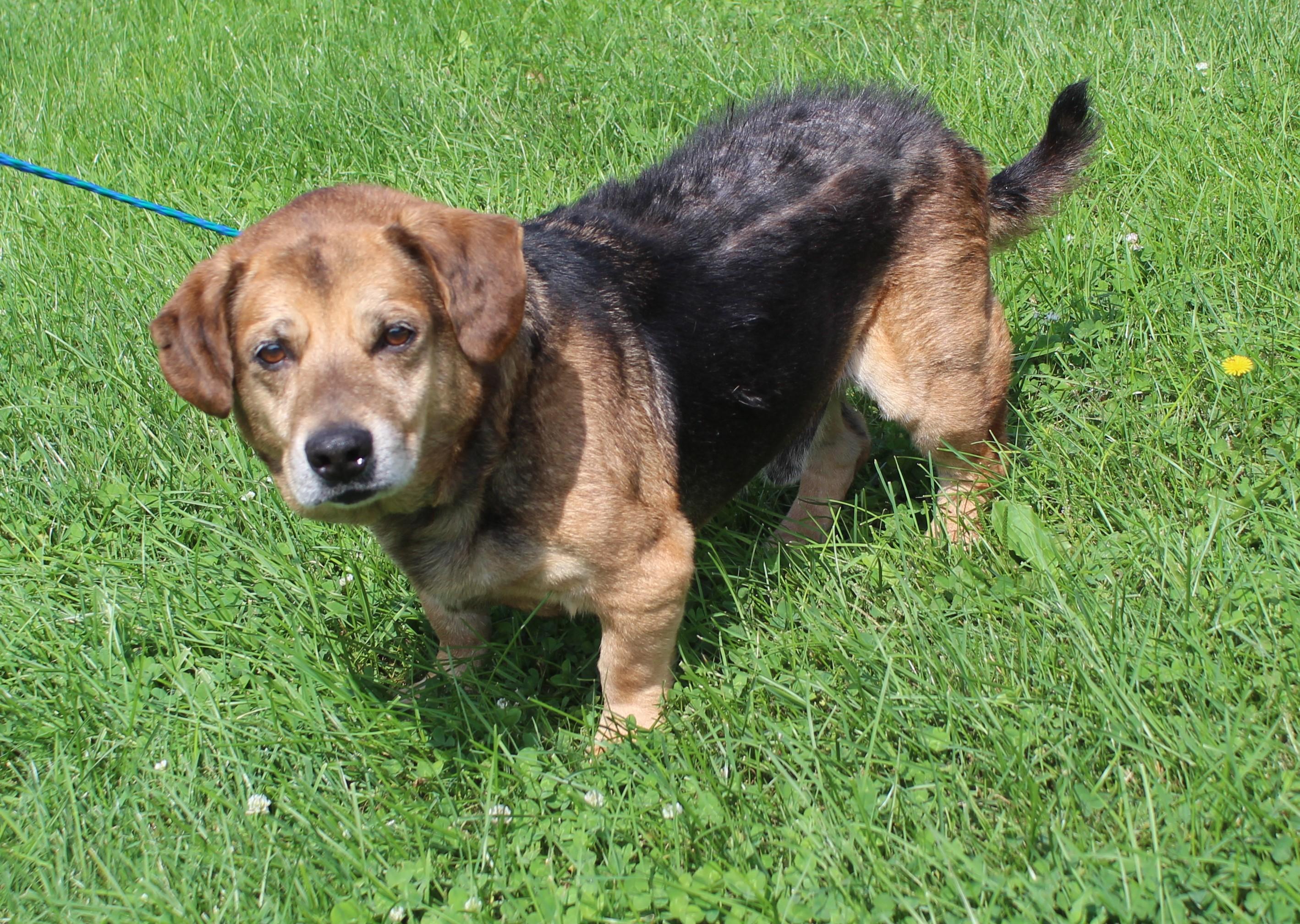 Enlarge Julian (12347), a Adoptable mixed breed in Heath, OH image 1/2