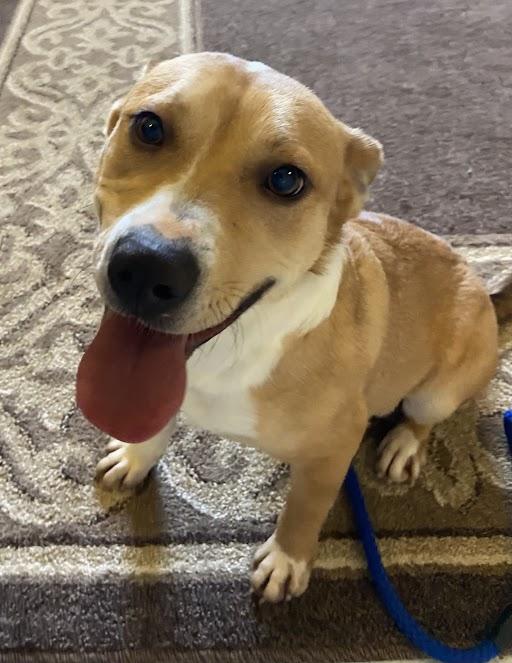 Sweet Potato, ADOPTABLE, Young Female Corgi & Shepherd.