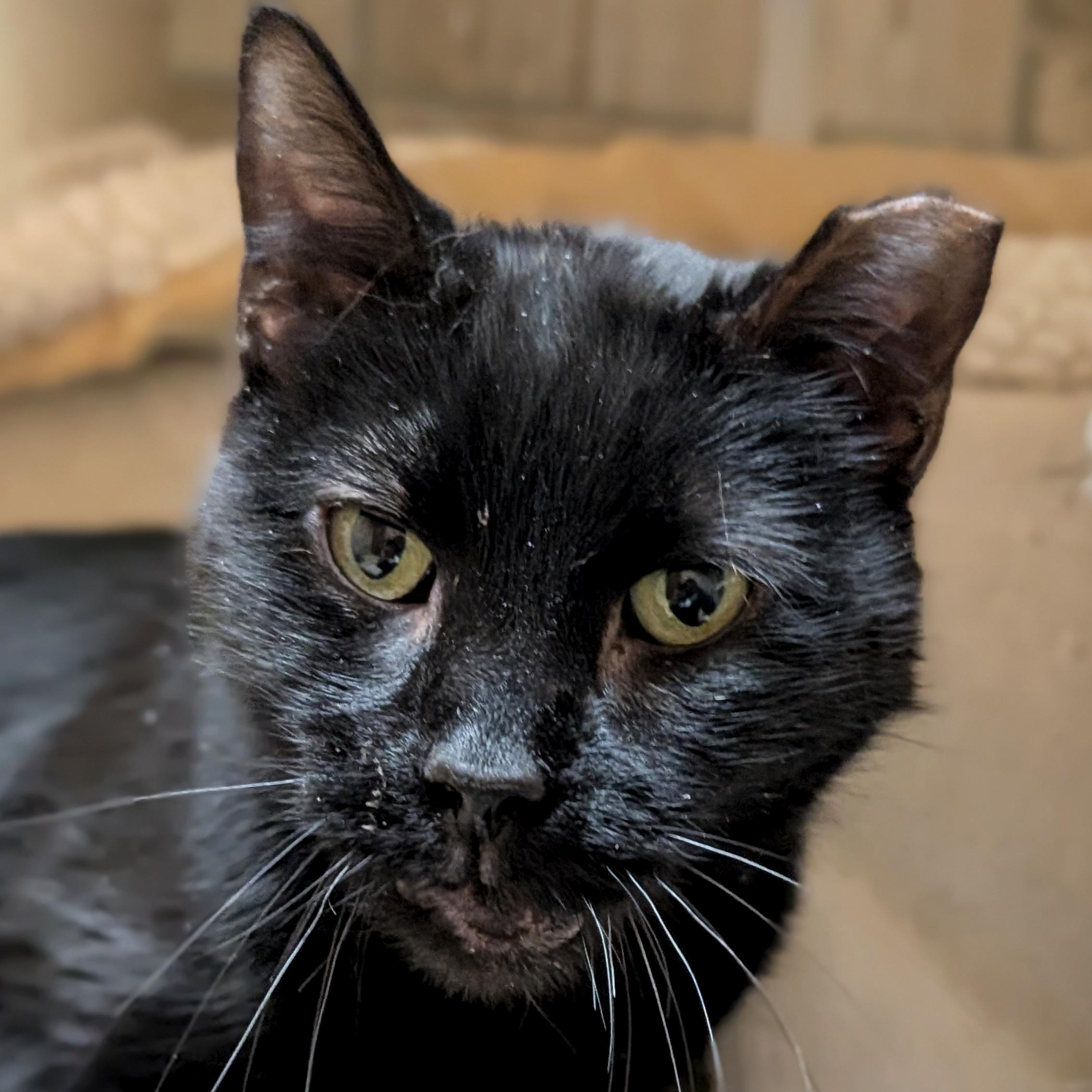 Harper - Reduced Fee!, ADOPTABLE, Adult Female Domestic Short Hair.