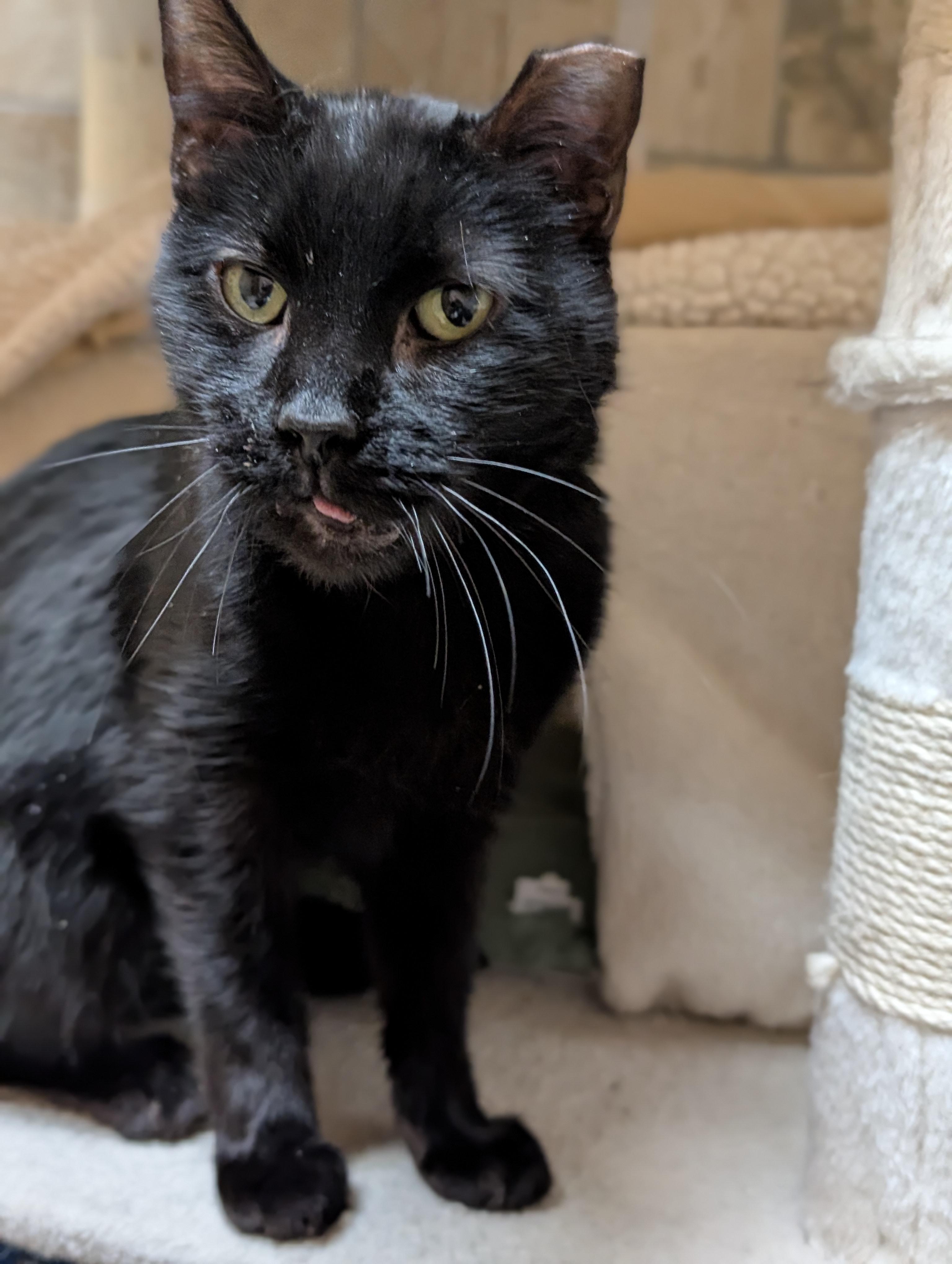 Enlarge Harper - Reduced Fee!, a ADOPTABLE Domestic Short Hair in Jefferson, WI image 2/2