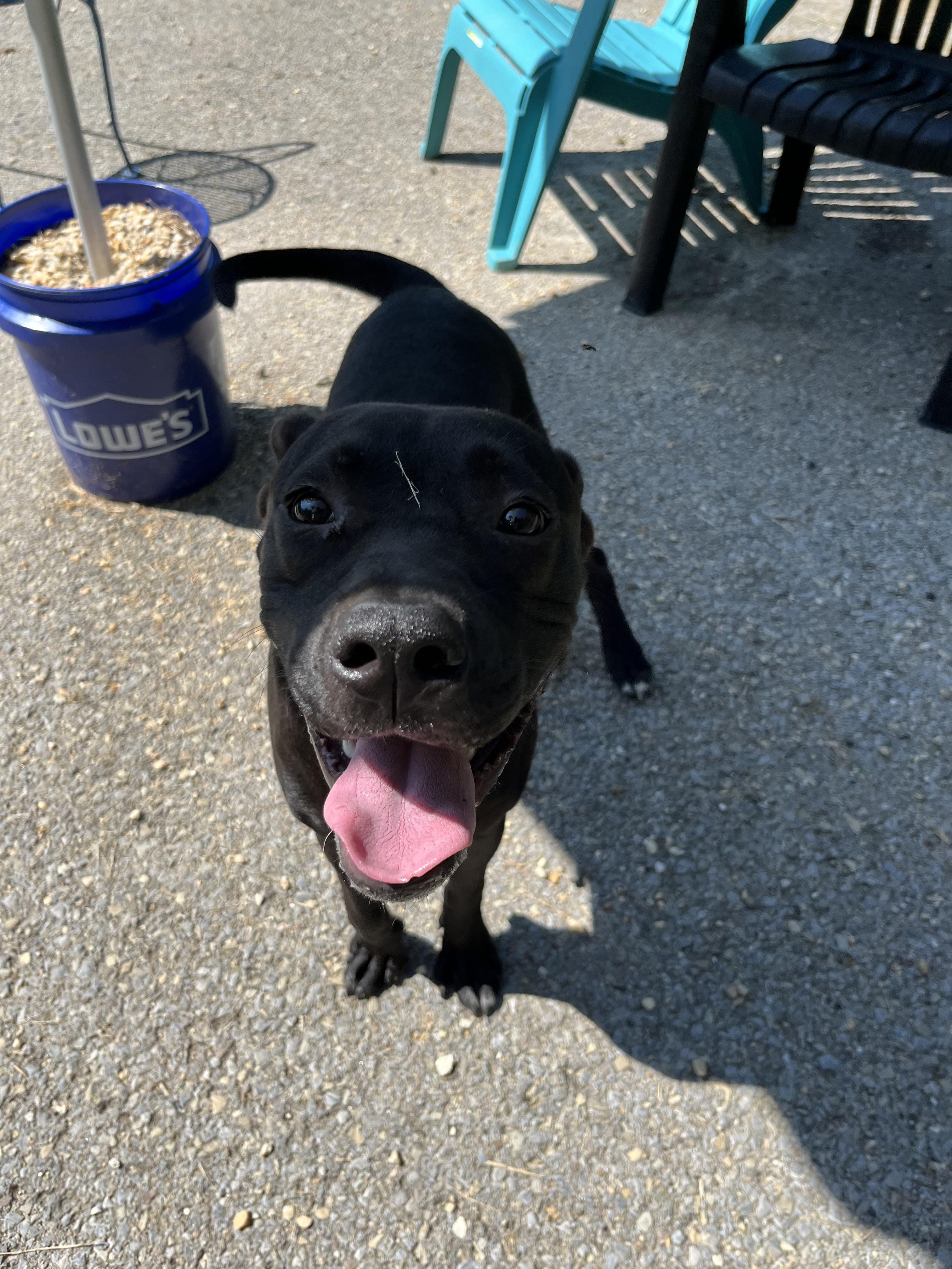 Clover, Adoptable, Adult Male Pit Bull Terrier.