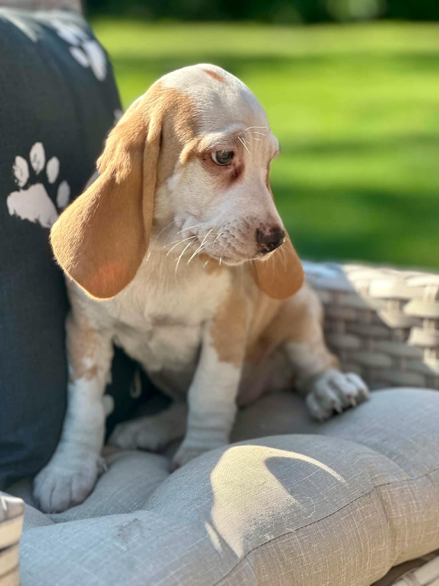 Lemon Poppy, ADOPTABLE, Puppy Female Beagle.